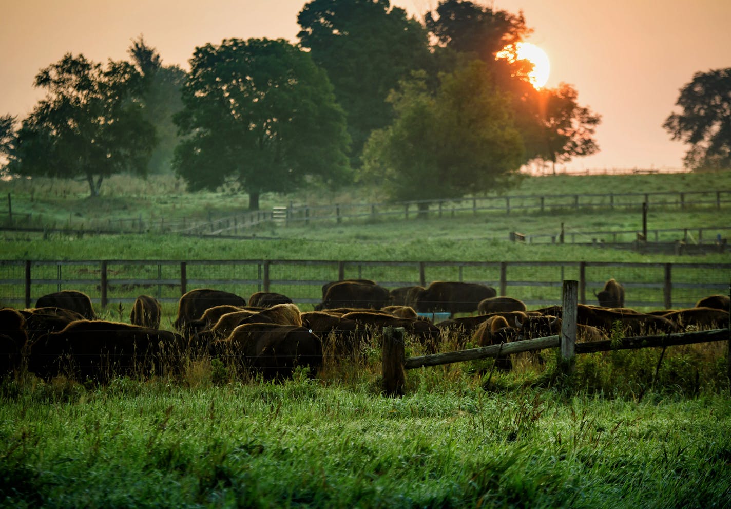 Bison graze as the sun rises over Northstar Bison in Rice Lake, Wisconsin. Northstar Bison is the largest one hundred percent grass fed bison operation in the country. ] GLEN STUBBE &#xef; glen.stubbe@startribune.com Thursday, August 31, 2017 Visiting Northstar Bison Ranch in Rice Lake, Wisconsin. It is the largest one hundred percent grass fed bison operation in the country. Epic Provisions (now owned by General Mills) helped fund conversion of this farm's herd to more sustainable (regenerative