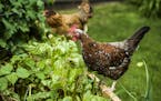 Elizabeth Ries loves her chickens and feeds them premium feed. In return, they help fertilize her vegetable and herb garden.
