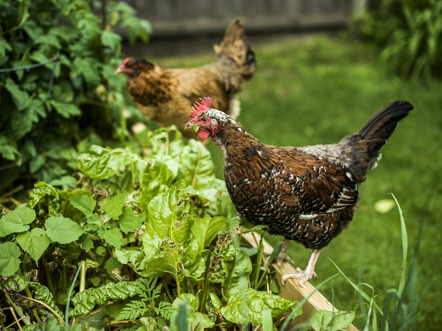 Elizabeth Ries loves her chickens and feeds them premium feed. In return, they help fertilize her vegetable and herb garden.