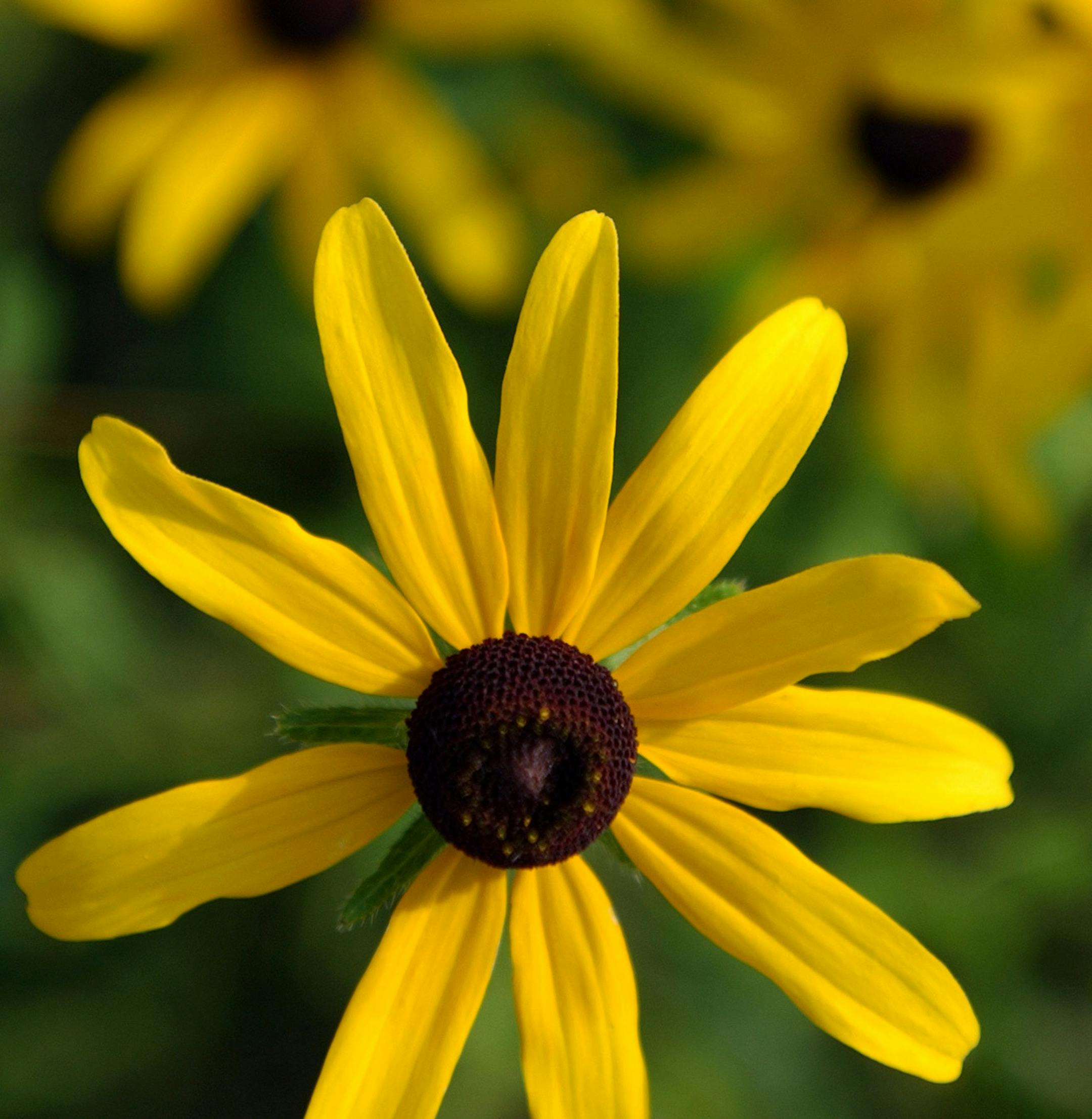 JOEY MCLEISTER/Star Tribune file ORG XMIT: MIN2013071715374169
