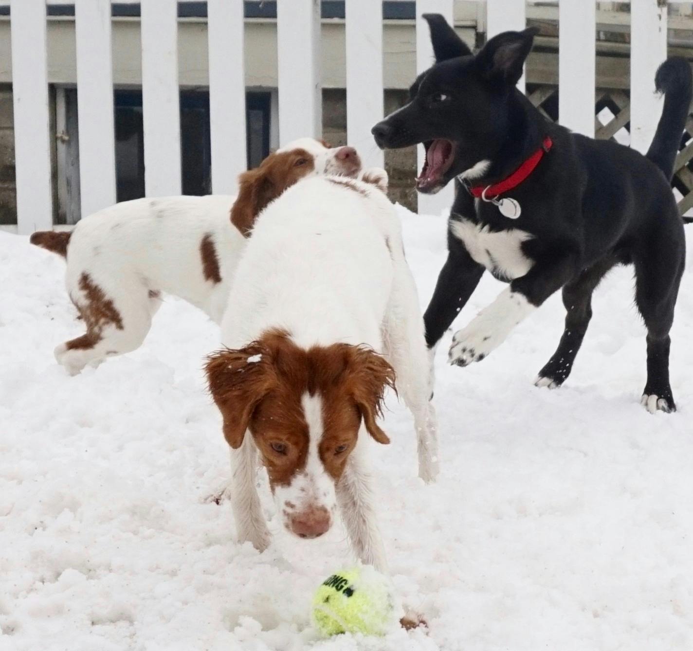 Staff photo by Doug Iverson
Angus played with neighbor dogs Greta and Gus almost every day over the winter.