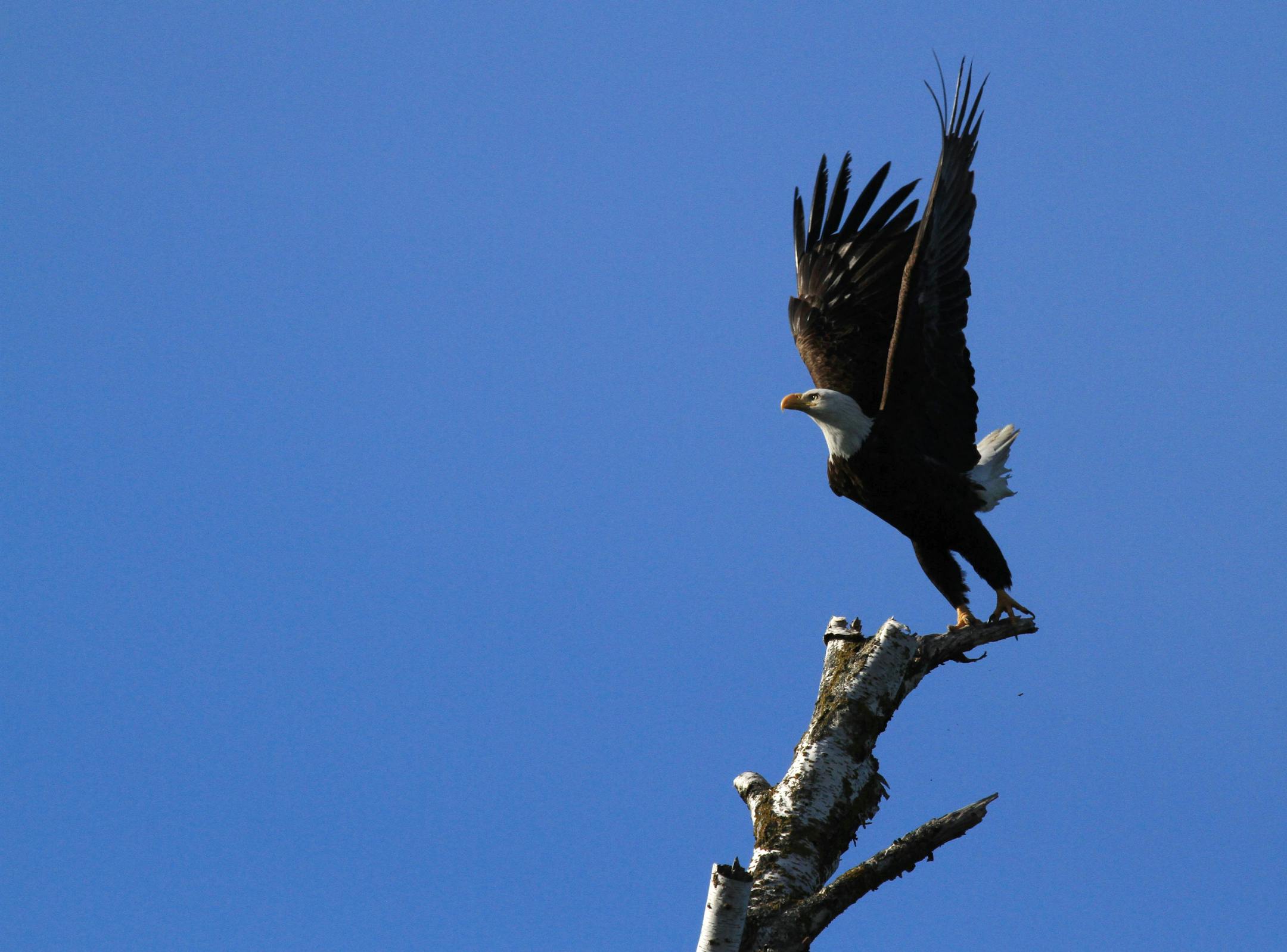 Problems are solvable. Look no further for proof than the bald eagle. They were placed on the endangered species list during the middle part of the previous century and due to several reforms made by government have made a very big comeback in the Lower 48.