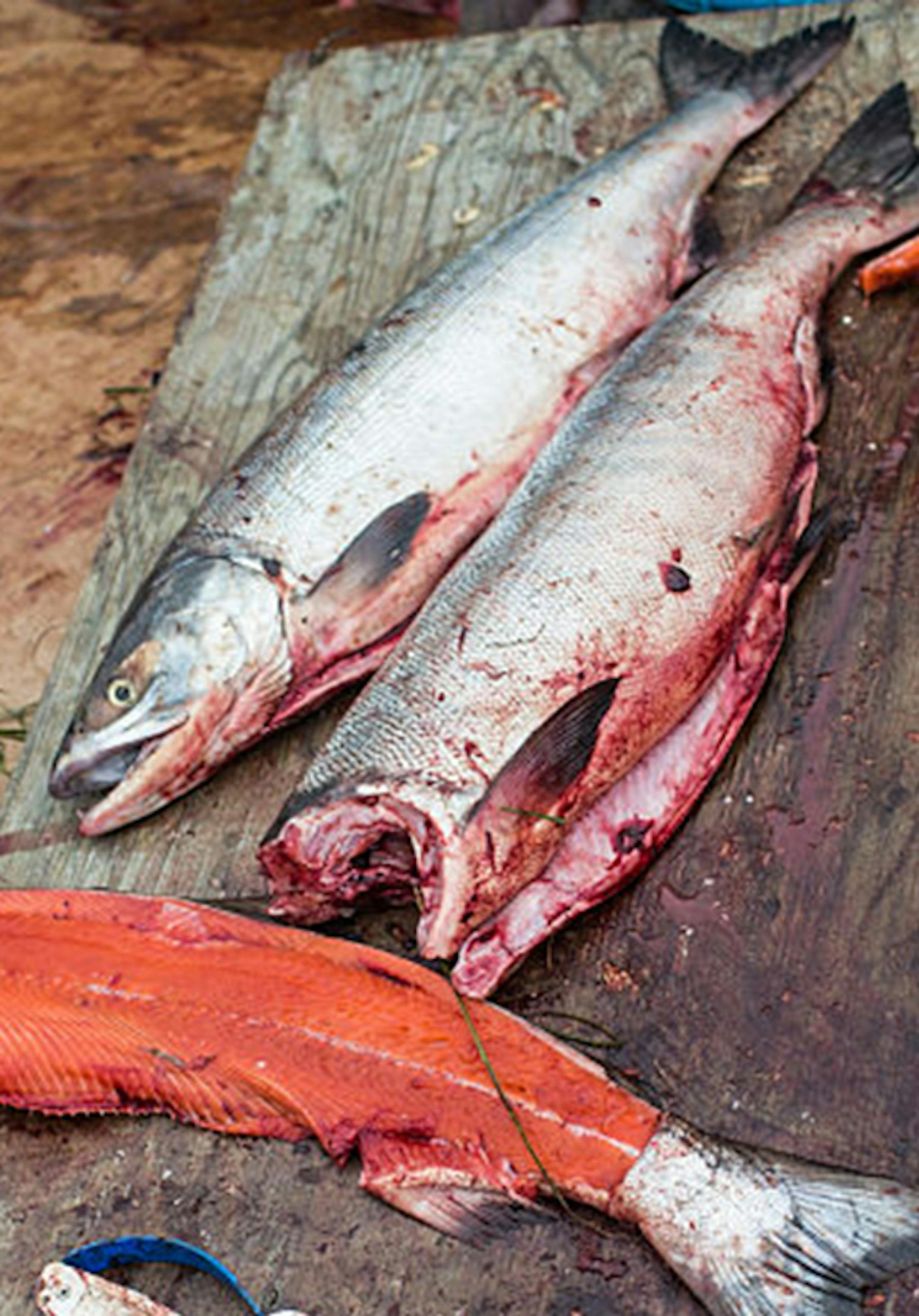 Yupik women prepare freshly caught salmon for curing on June 30, 2015 in Newtok, Alaska. (Photo by Andrew Burton/Getty Images/TNS) ORG XMIT: 1752067