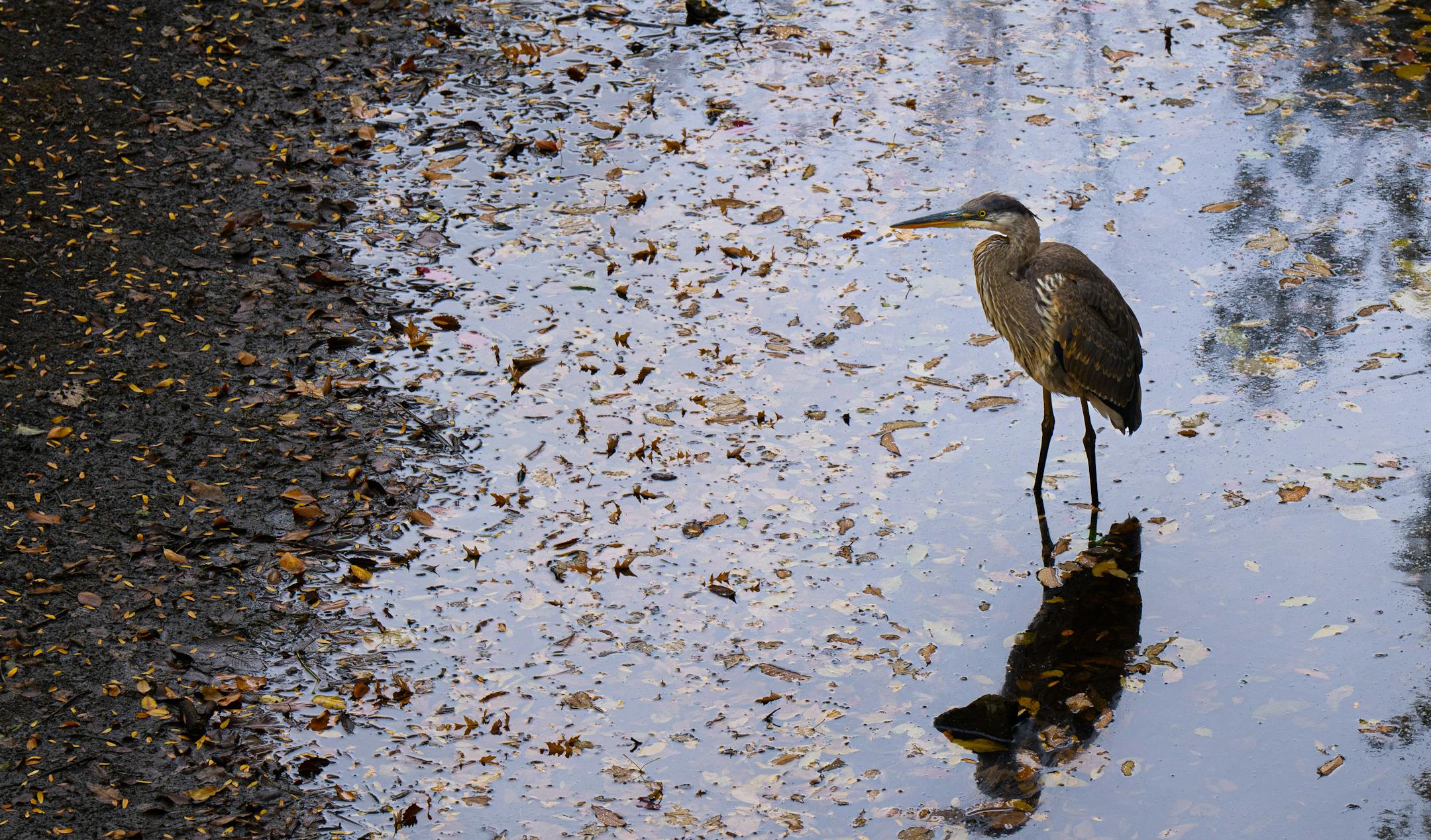 A heron looks for food in a shallow pool of Minnehaha Creek in South Minneapolis.