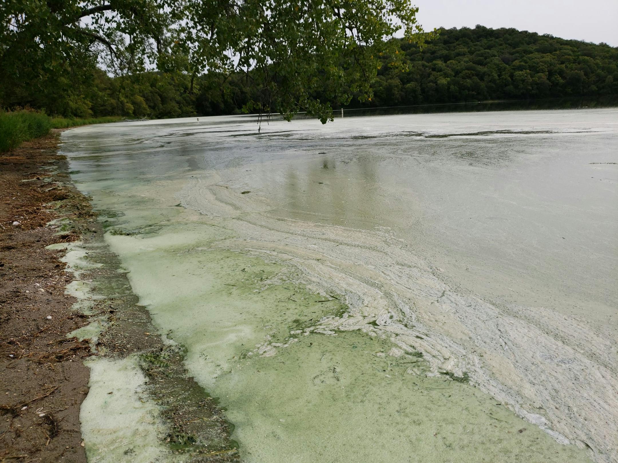 Algae blooms on the swimming beach at South Lida Lake in Maplewood State Park in Otter Tail County.