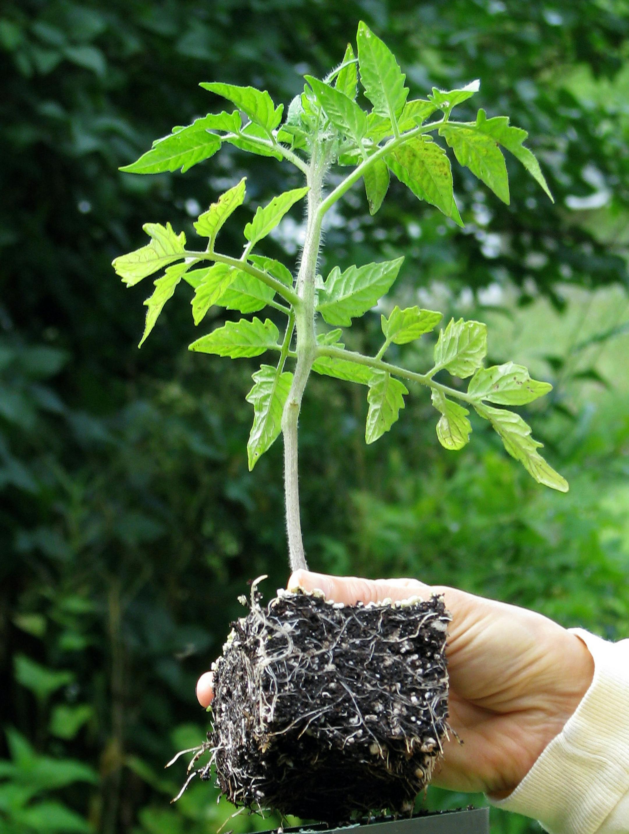 In this undated photo, a tomato plant displays stocky growth - a healthy green color, and roots that fill the pot but arenít cramped - all signs of a good tomato transplant, in New Paltz, N.Y. (AP Photo/Lee Reich)