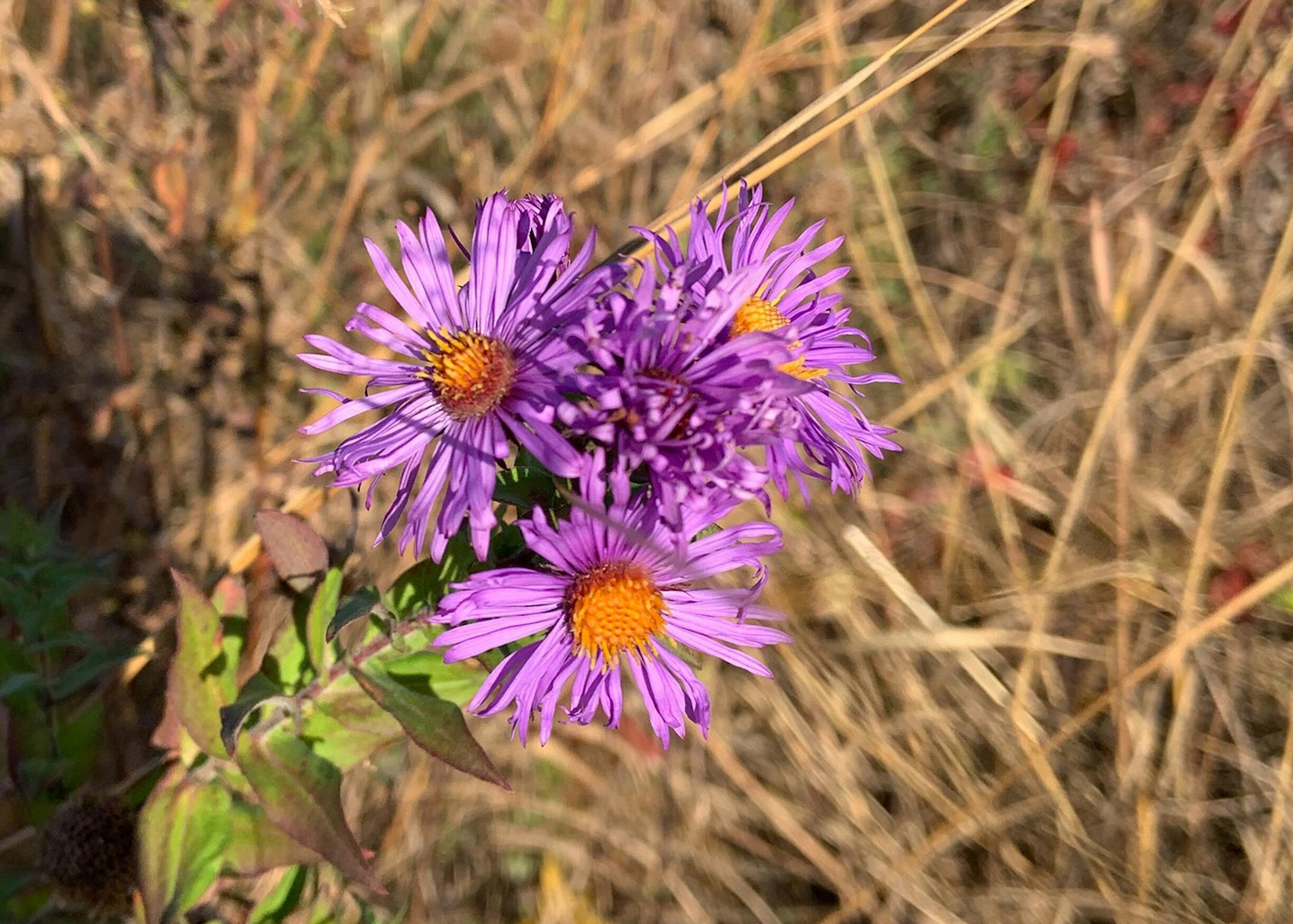 Aster wildflowers in bloom.