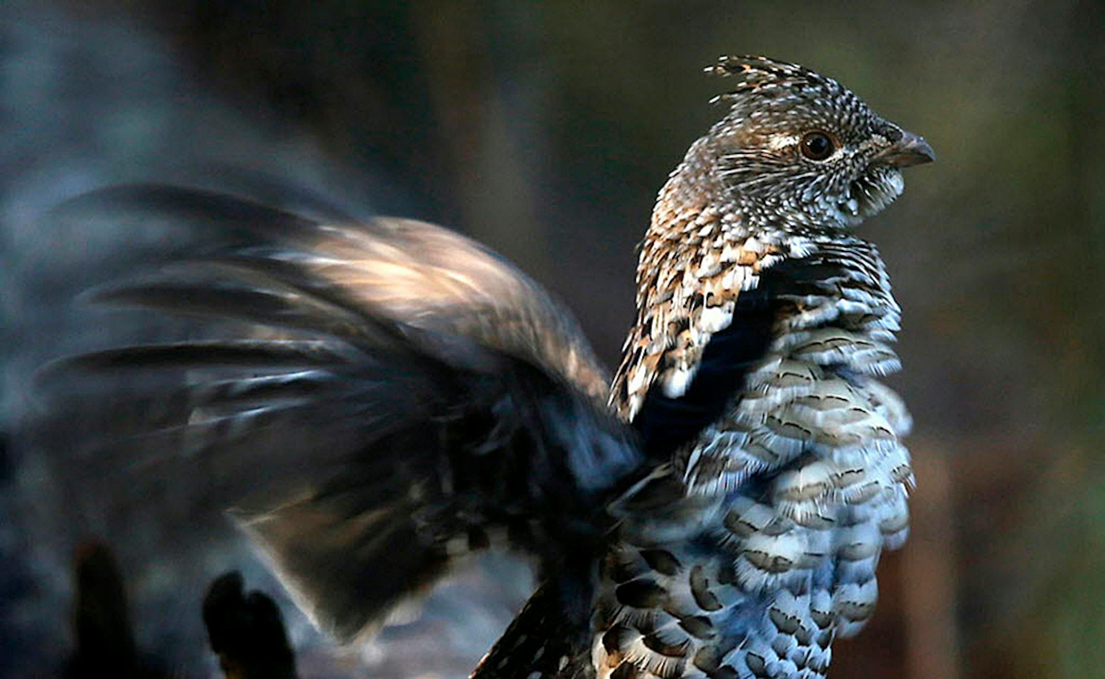 Ruffed grouse