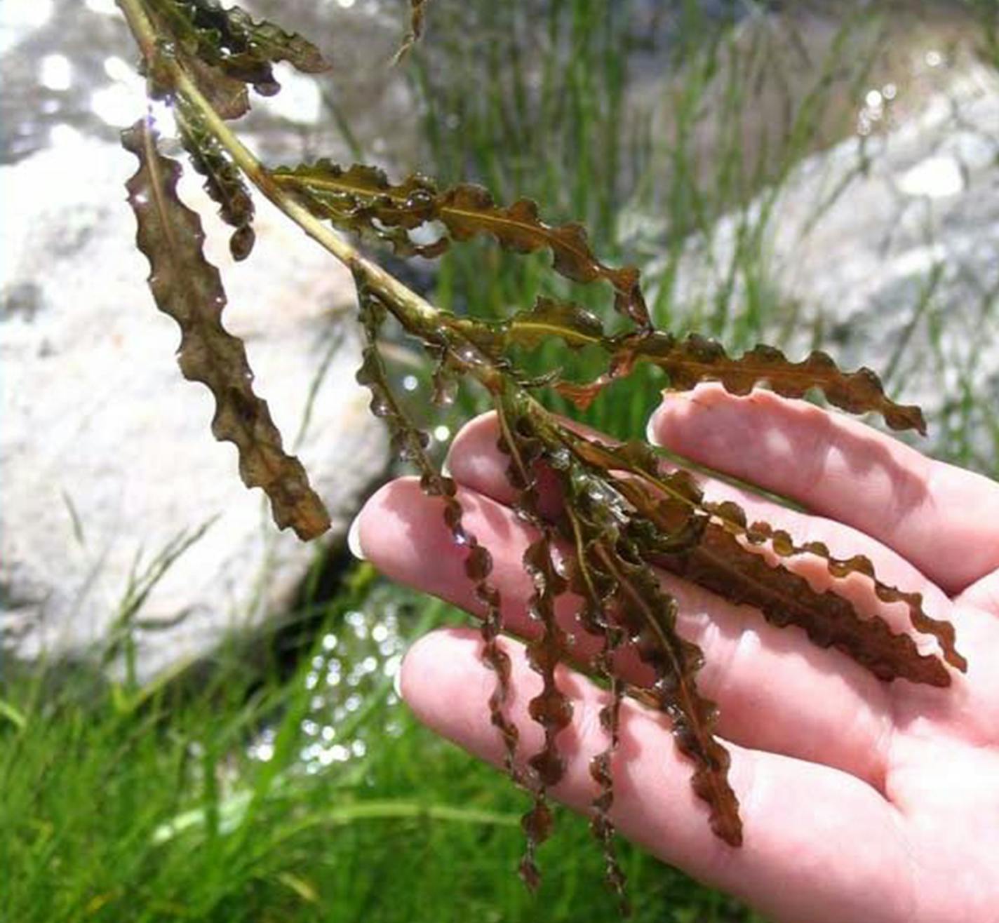 Curly lea pond weed Jane Mangold