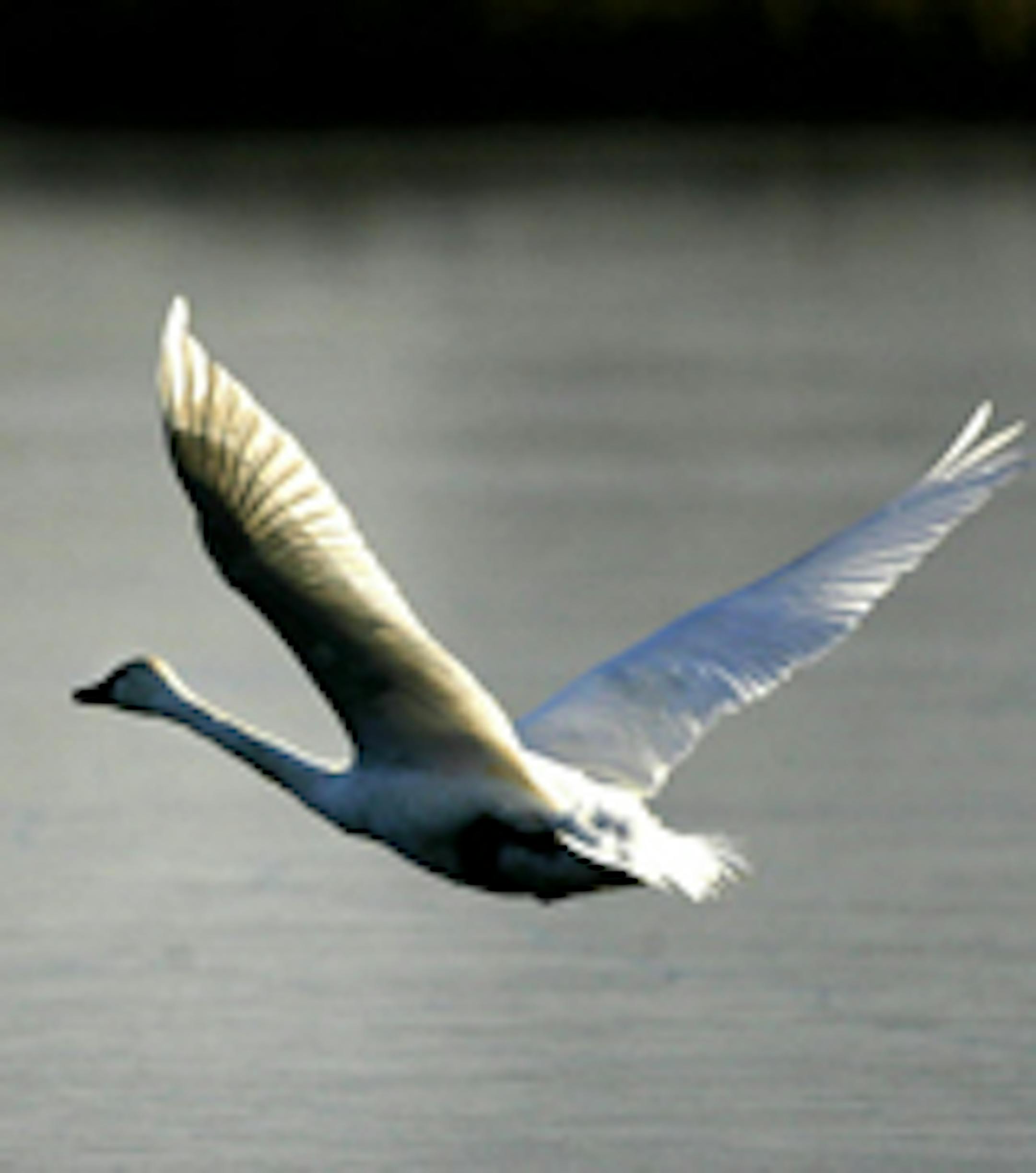 Photo by David Joles, Star Tribune