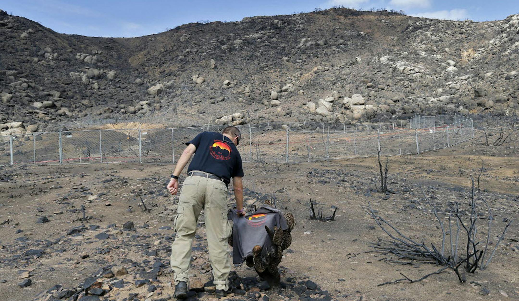 Prescott Wildland Division Chief Darrell Willis touches a Granite Mountain Hot Shots crew shirt draped over a burned cactus, Tuesday, in Yarnell, Ariz. The fenced-in site is where 19 firefighters died battling a wildfire on June 30.