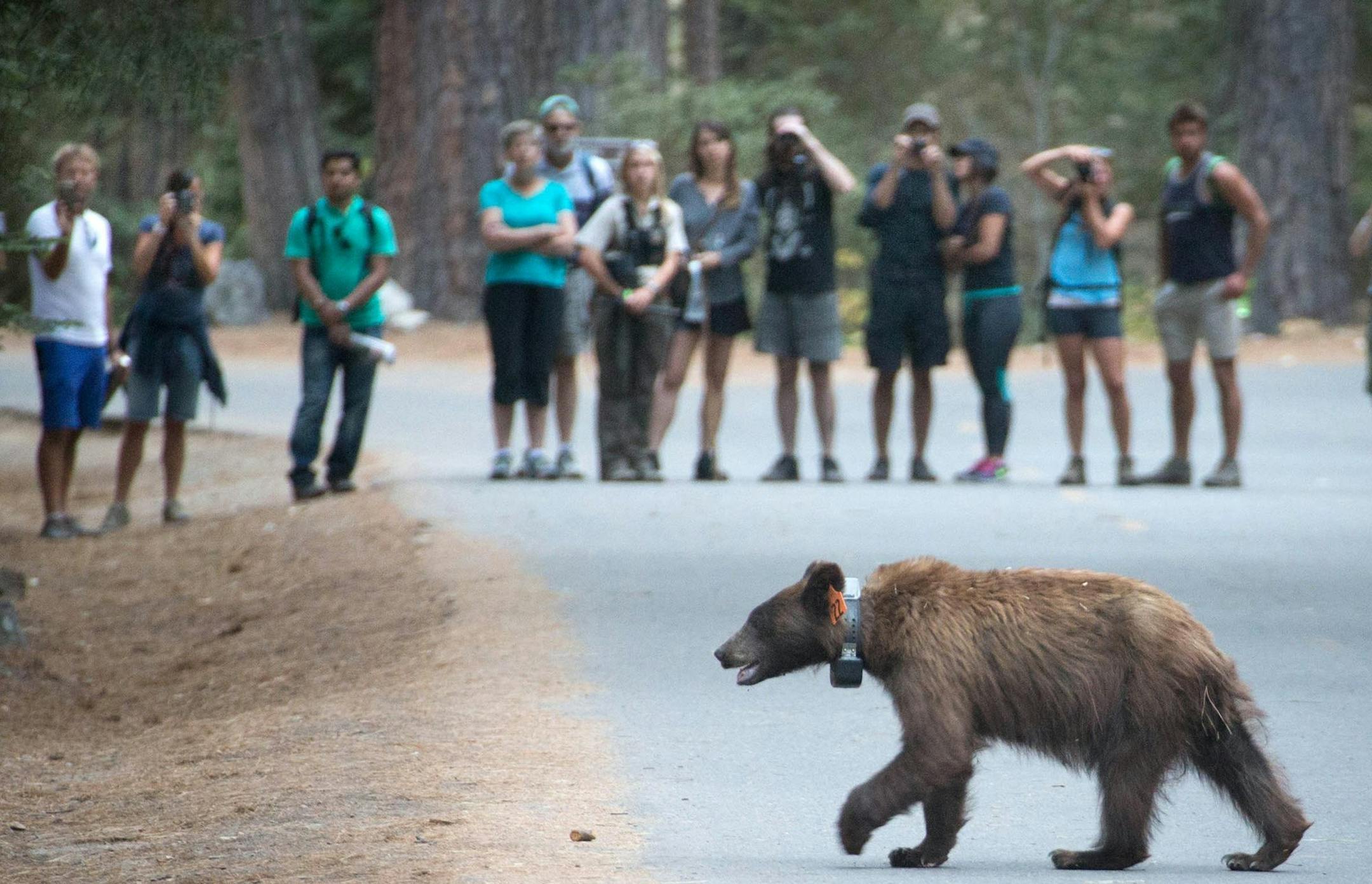 A black bear crosses a road as park rangers keep a crowd of tourists at a safe distance in Yosemite National Park on Aug. 27, 2014. The park has had a huge problem with bears breaking into cars and causing other mayhem and has embarked on an ambitious campaign to train campers in bear awareness. Officials are also training the bears, using GPS collars and other techniques to provide negative reinforcement. (Patrick Tehan/Bay Area News Group/MCT)