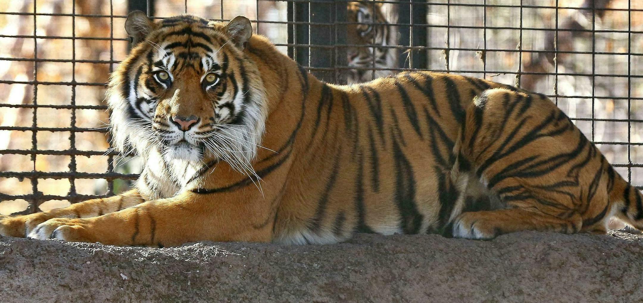 REMOVES DETAIL THAT ATTACK TOOK PLACE INDOORS, AS ATTACK ACTUALLY TOOK PLACE OUTSIDE - FILE - This November 2018 file photo shows Sanjiv, a Sumatran tiger at the Topeka Zoo in Topeka, Kansas. City officials say Sanjiv attacked a zookeeper early Saturday, April 20, 2019, at the zoo. (Chris Neal/The Topeka Capital-Journal via AP, File)