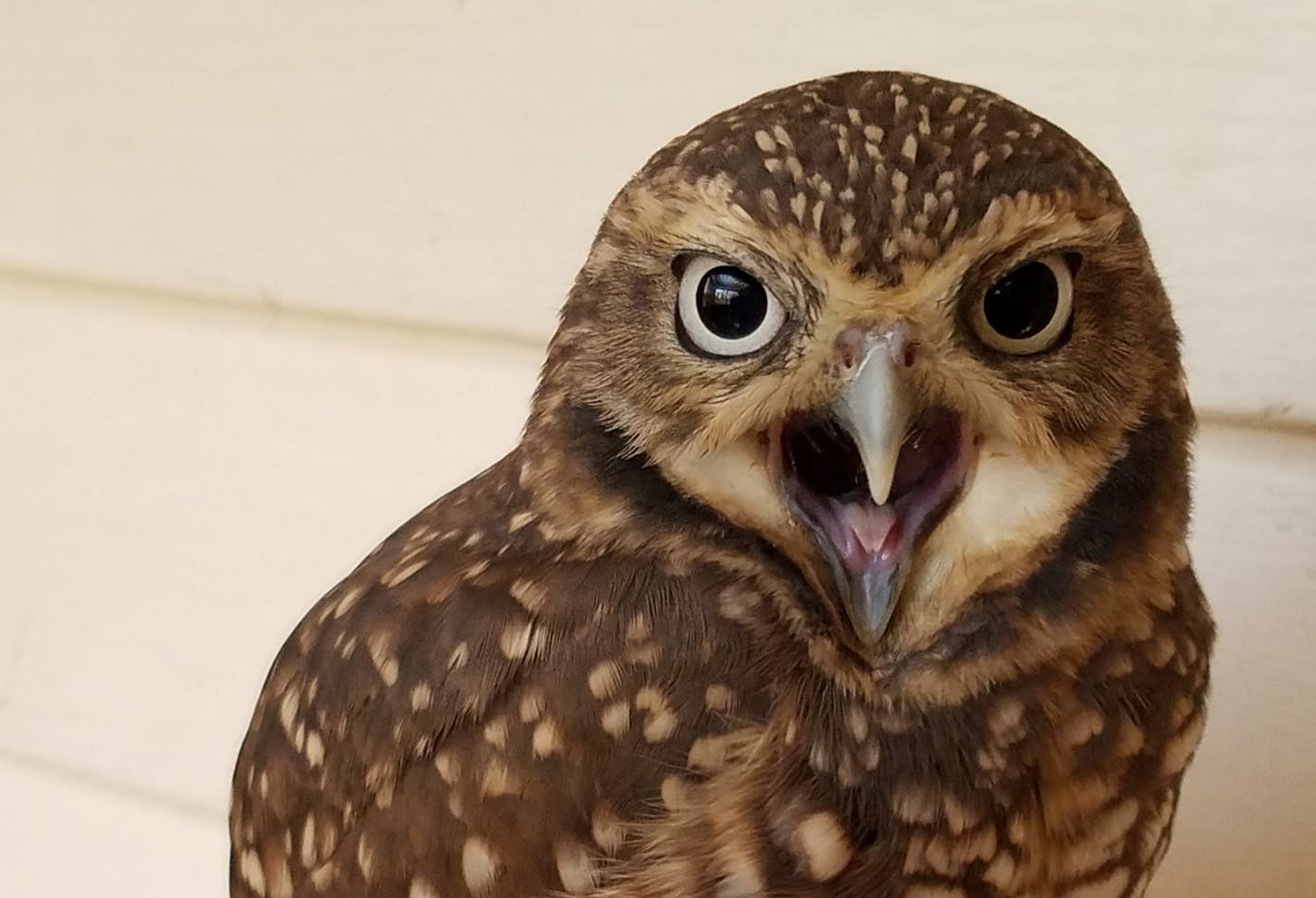 Bea the burrowing owl is an education bird at the International Owl Center in Houston, Minn.