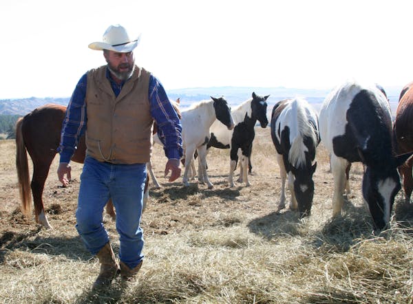 Monte Matheson, a guide at the Black Hills Wild Horse Sanctuary in Hot Springs, South Dakota, walks among his herd. (Josh Noel/Chicago Tribune/MCT) OR