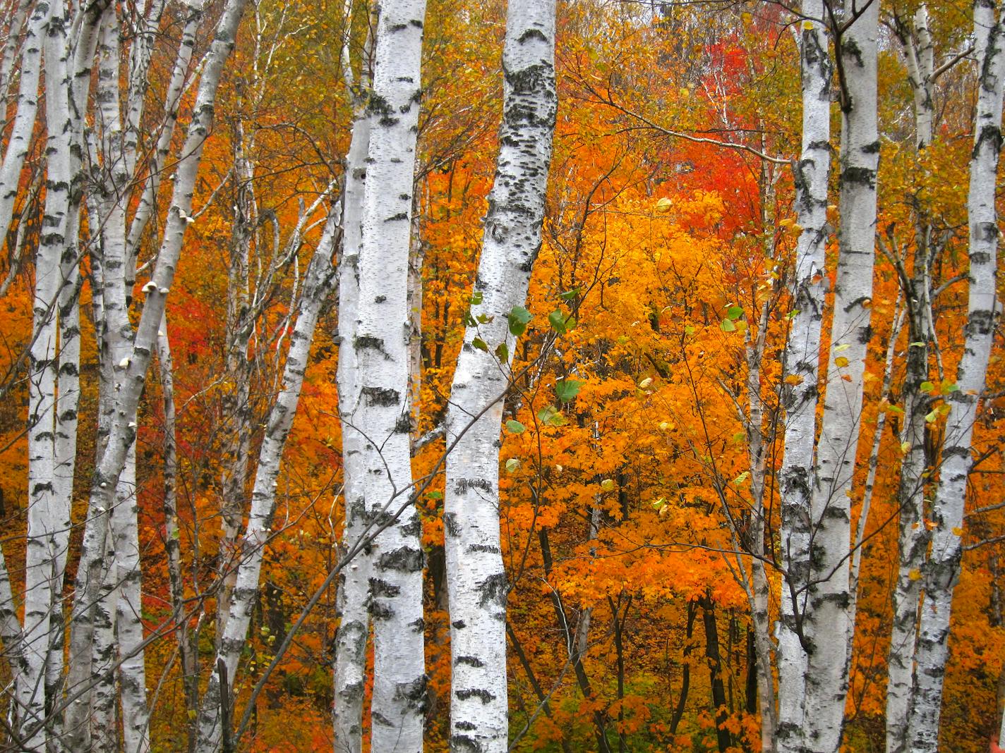 White birch trees punctuate the red and gold foliage near Alfredâ€™s Pond along the Superior Hiking Trail.