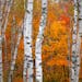 White birch trees punctuate the red and gold foliage near Alfredâ€™s Pond along the Superior Hiking Trail.