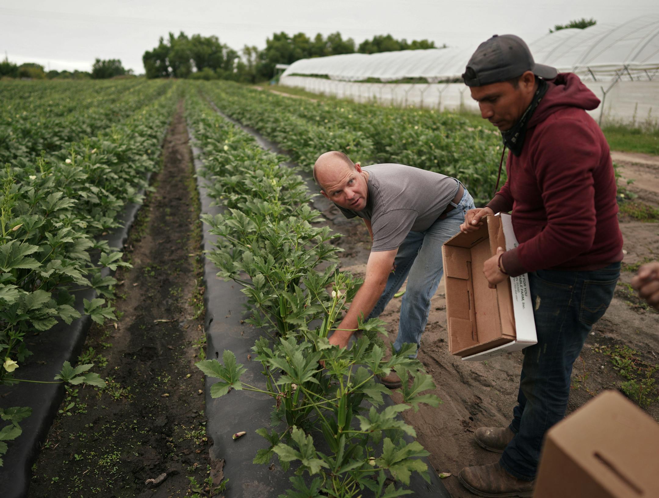 It's the season for okra, harvested now at UntiedtÕs Vegetable Farm, and often used by chefs. Head grower Paul Nelson works with pickers before the rain approaches. ] brian.peterson@startribune.com
Montrose, MN
Monday, August 26, 2019