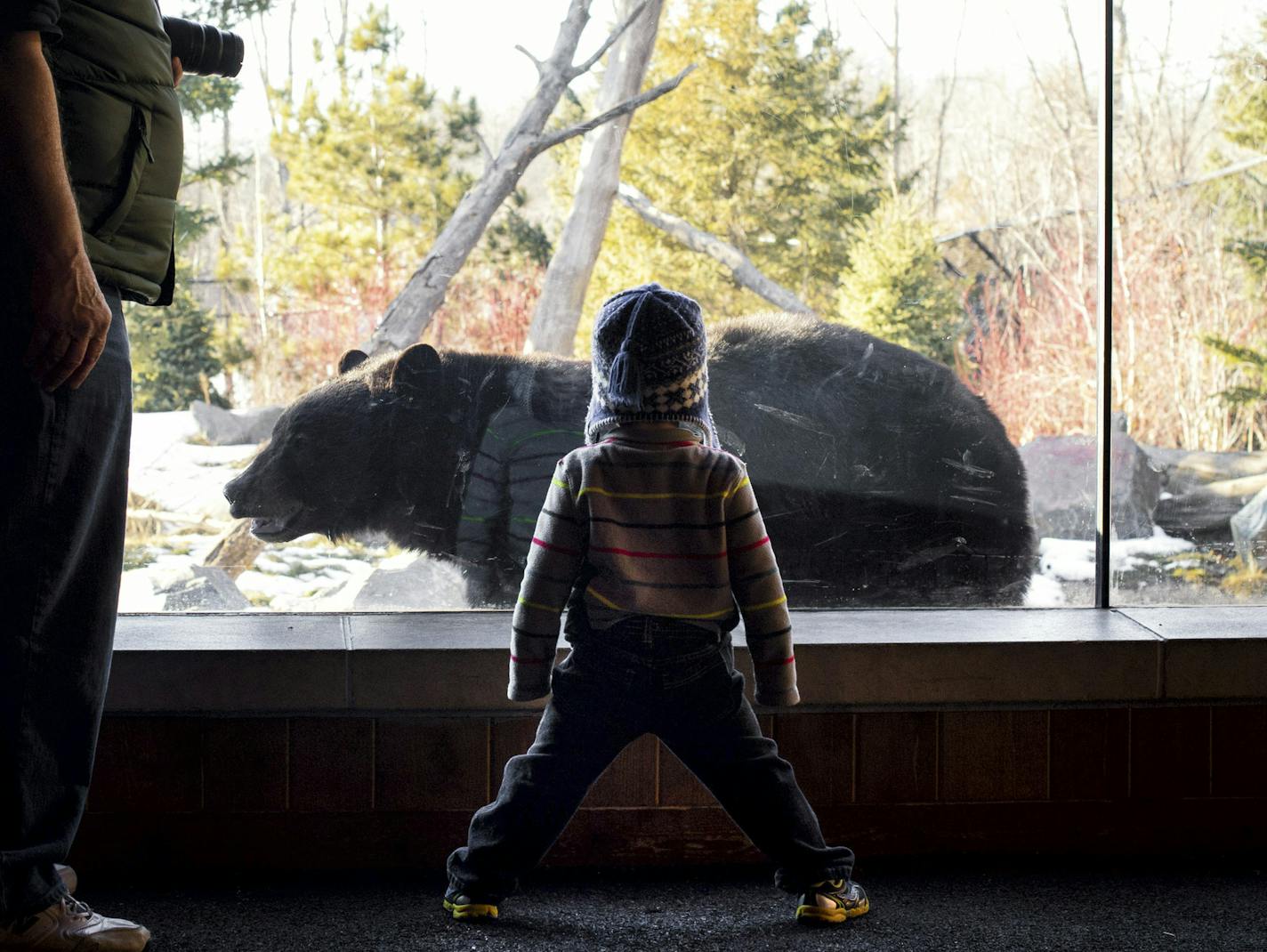 With his grandpa Michael at his side, Gael Fox, 2, stood bravely as an American black bear walked right up to him at the Minnesota Zoo. ] GLEN STUBBE * GSTUBBE@STARTRIBUNE.COM Friday, January 30, 2015 Minnesota Zoo officials are asking the state for $1.5 million in emergency funding to keep all the exhibits open. ORG XMIT: MIN1501301704088196