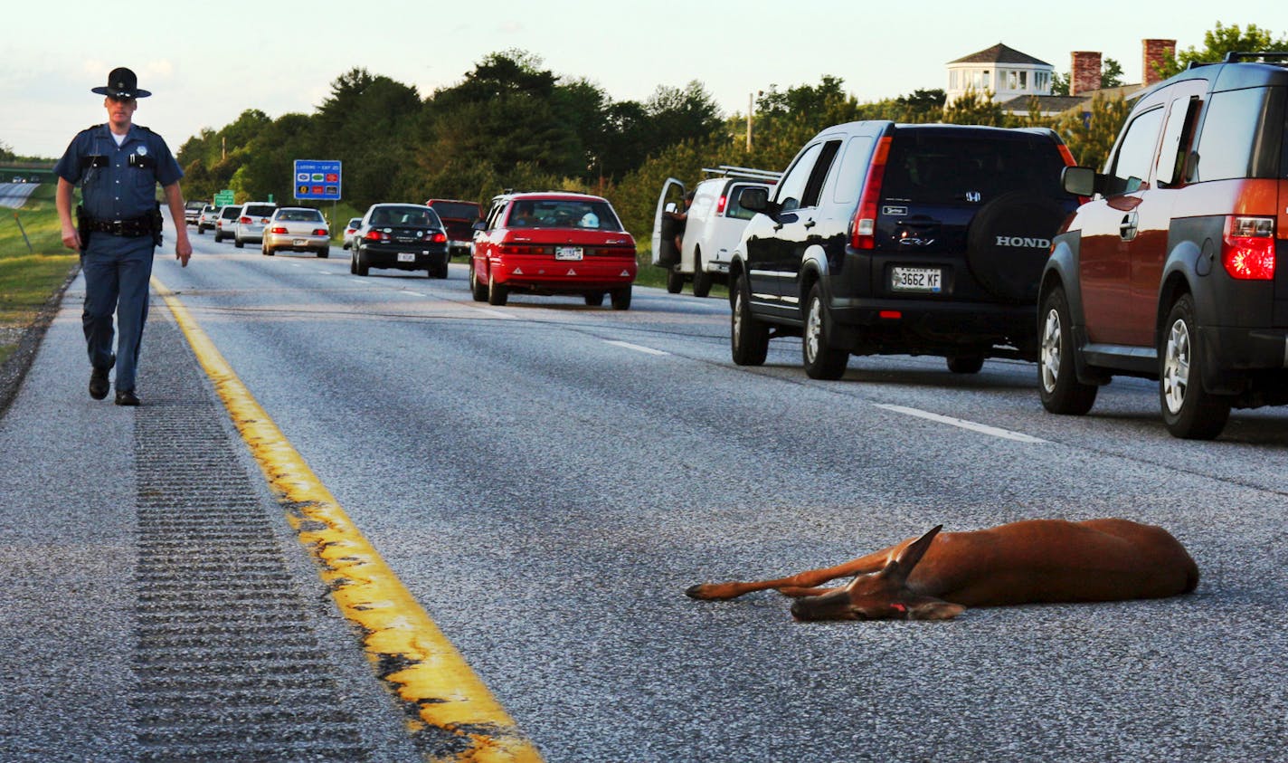 A wounded deer lies in the road after being hit by a car on the northbound lane of Interstate 295 near Freeport, Maine.