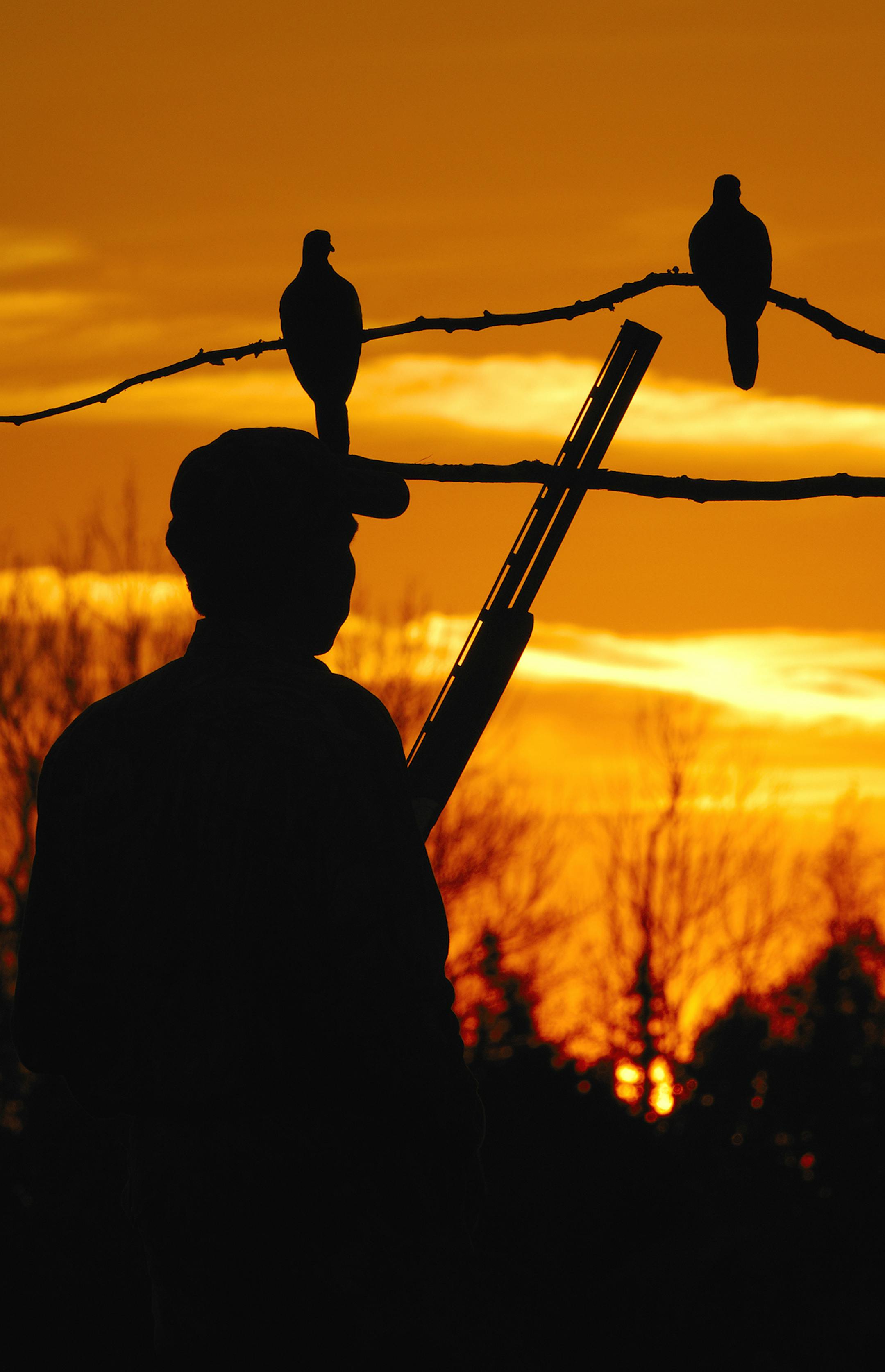 A mourning dove hunter with double shotgun is silhouetted as he watches for doves below decoys.