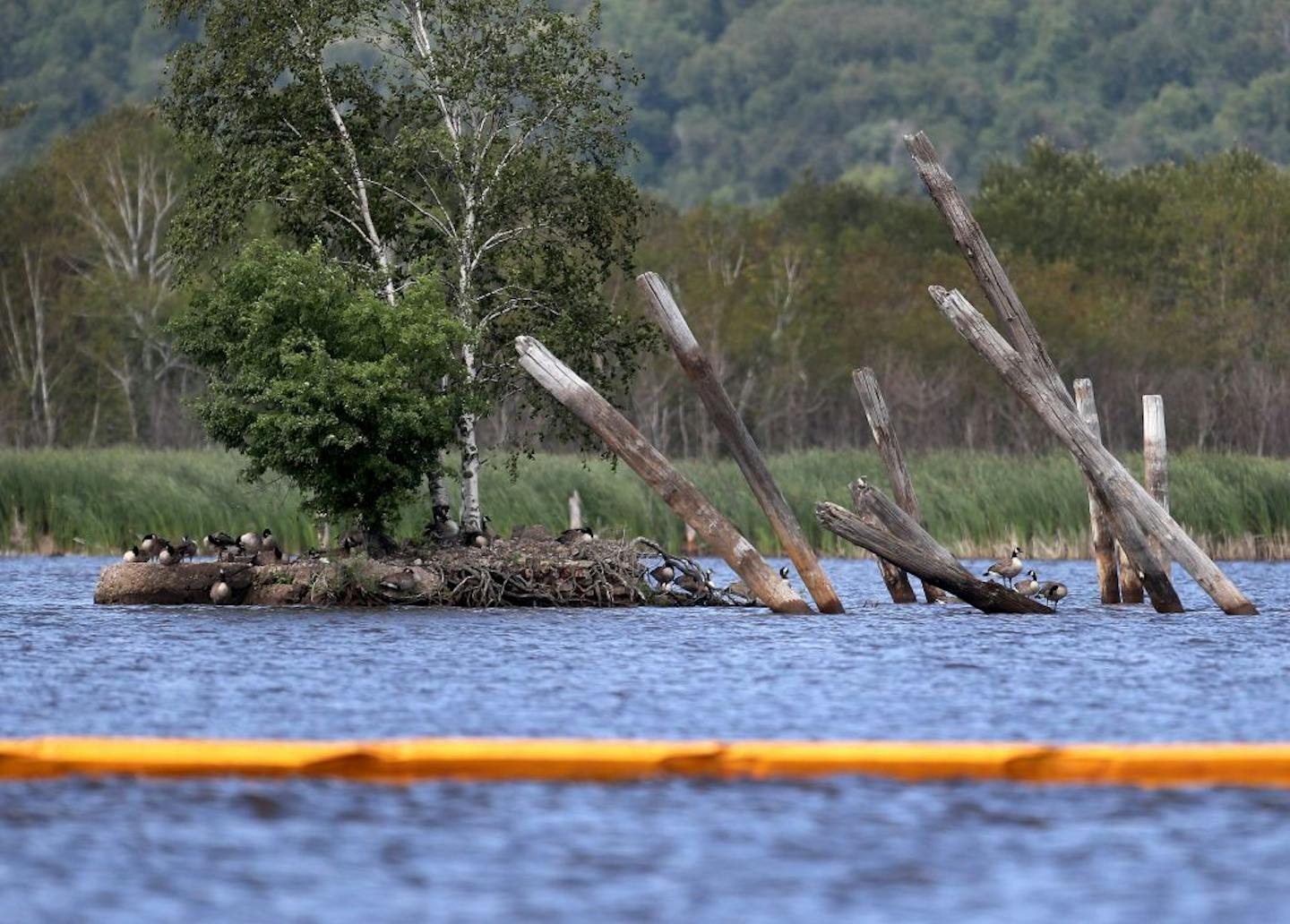 Among the ruins of the sawmill days, Canada geese and eagles live on the St. Louis River estuary. The cleanup includes using wood waste to create an island. "We can put back the types of habitat that have been lost," said the DNR's Melissa Sjolund.