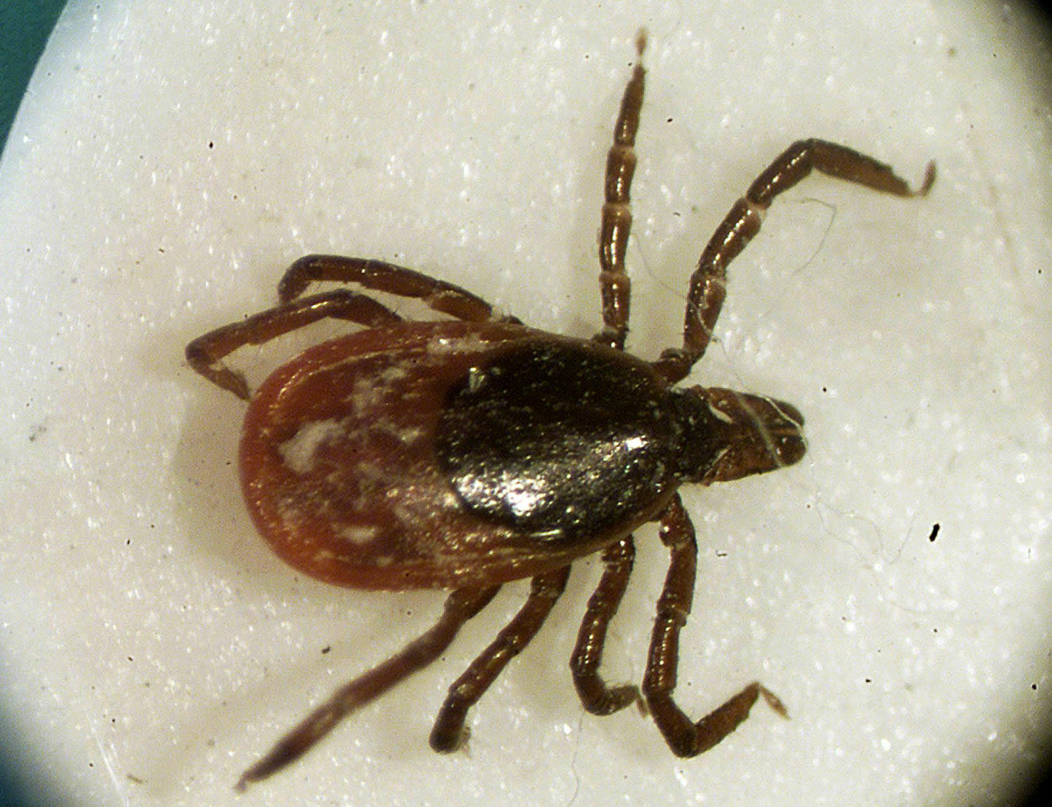 <h1>Ticks</h1> <p><b>Should you steer clear? </b>Definitely, because ticks can carry diseases. In this area, the blacklegged tick (sometimes called the deer tick) can carry Lyme disease and anaplasmosis.</p> <p><b>What should you do with them? </b>Do a thorough tick-check after an outdoors hike. If a tick latches onto your skin, remove it as soon as possible. The method recommended by the Centers for Disease Control and Prevention: grasp the tick with a fine-tipped tweezers, close to the skin's