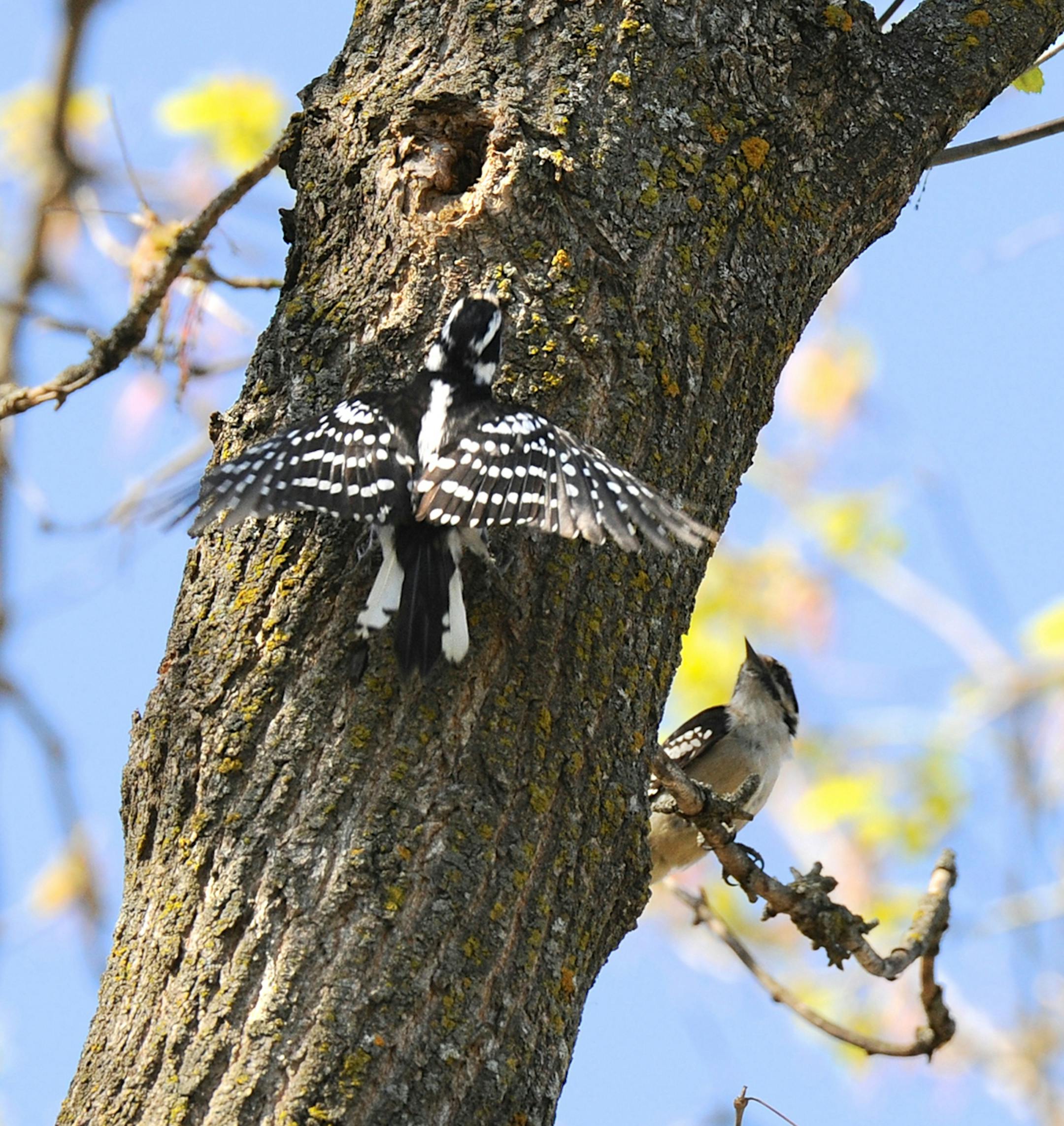 Downy woodpecker displays credit: Jim Williams, special to the Star Tribune