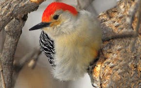 Red-bellied woodpeckers are hardwood forest dwellers.
