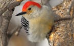 Red-bellied woodpeckers are hardwood forest dwellers.