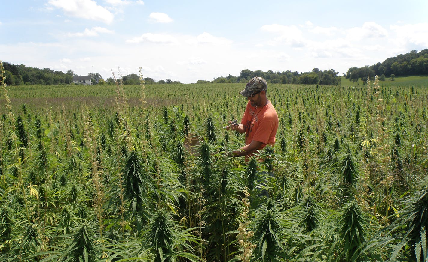 Anthony Cortilet with the Minnesota Department of Agriculture took an industrial hemp plant sample last summer to test for THC. Plants must be below 0.3 percent.