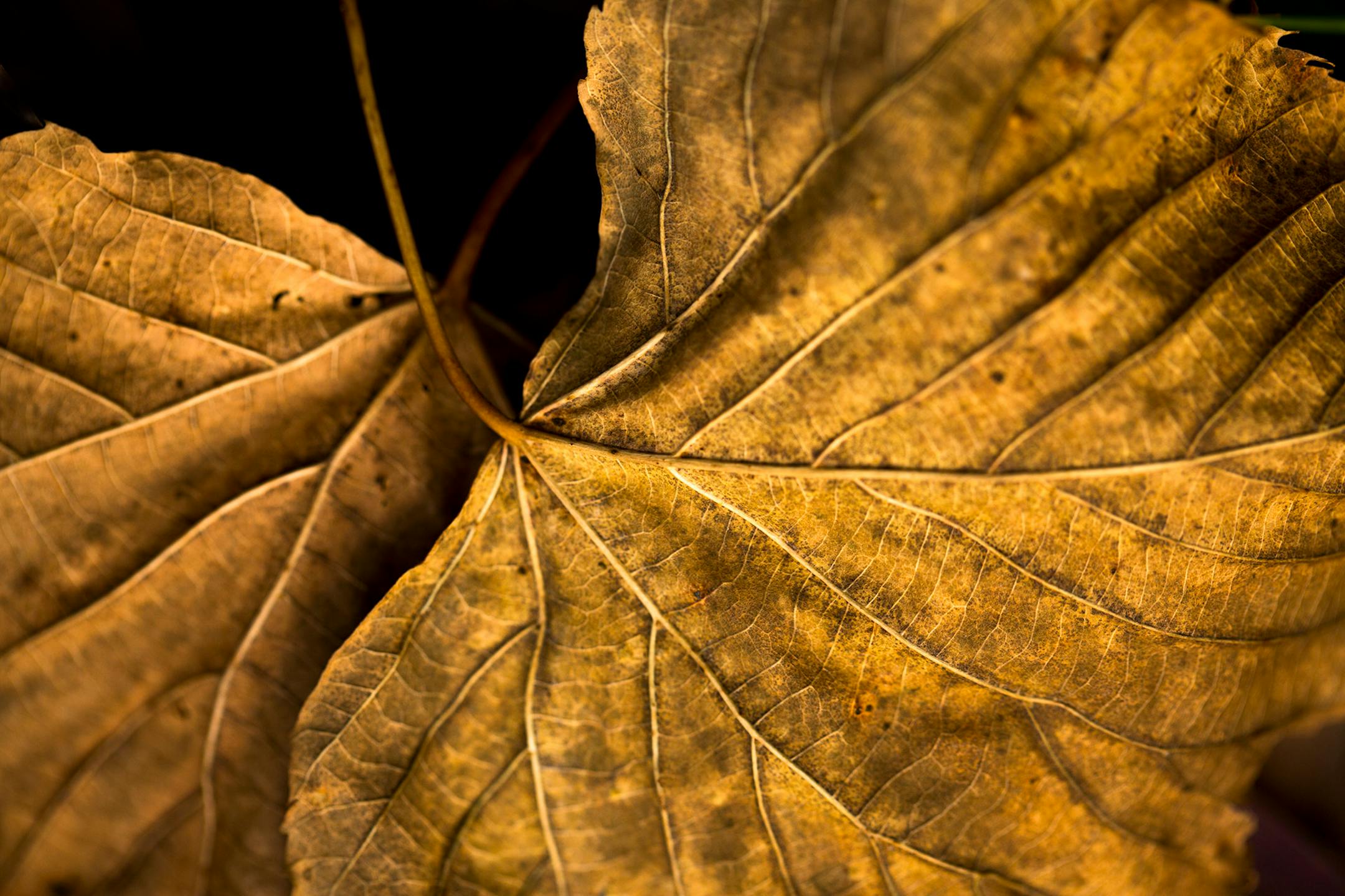 Bare Trees and Dead Leaves - Photo essay on the beauty of the changing seasons, beyond peak color. ] BRIAN PETERSON • brian.peterson@startribune.com Minnesota, MN 10/31/2017