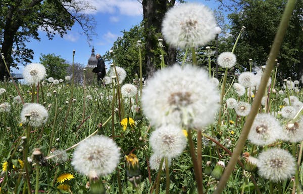 Dandelions have flowered and turned to seed in Loring Park as a pedestrian made her way through the park with the Basilica of Saint Mary visible in th