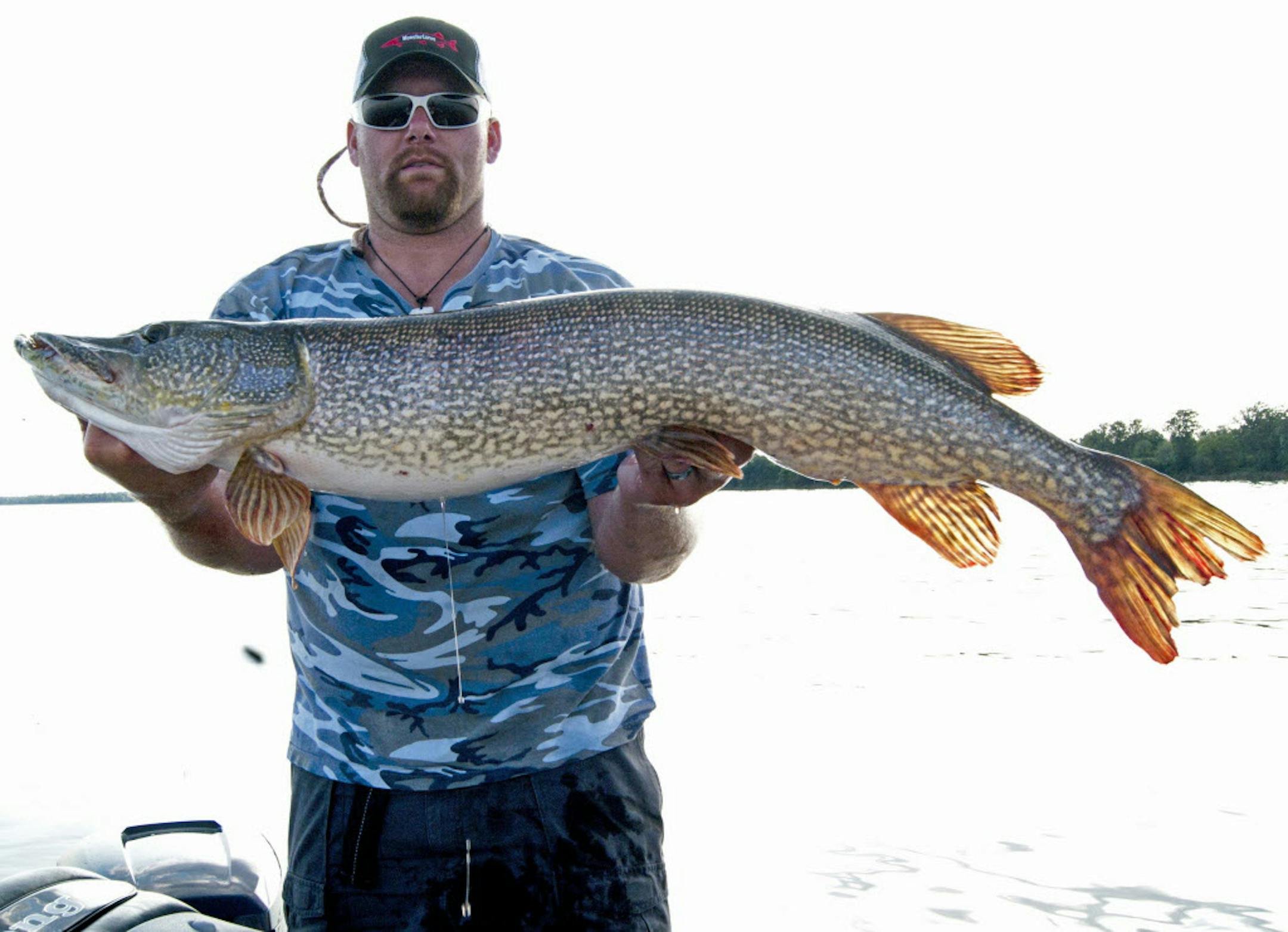TOO MANY NORTHERNS? The Mille Lacs northern pike population has risen significantly. Combined with the lake's clearer water, due to environmental regulations and perhaps zebra mussels, pike might be more efficient than ever at consuming the lake's walleyes. ORG XMIT: MIN1208131601541208