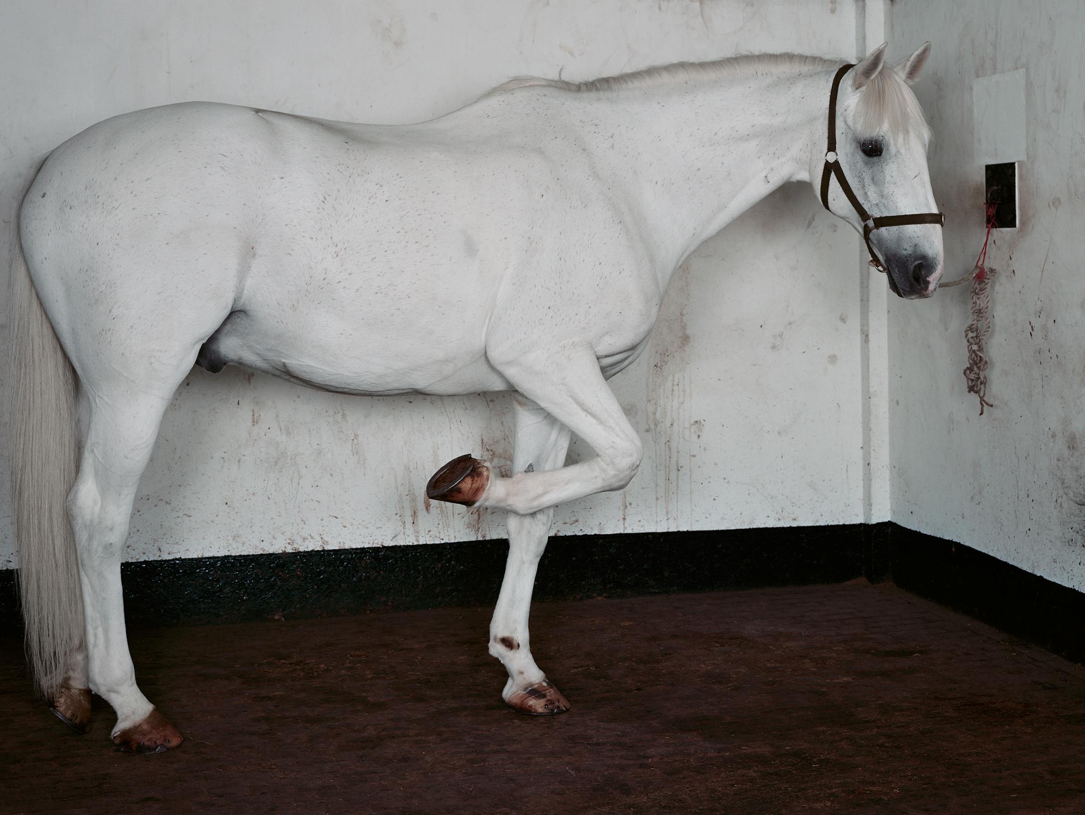 "Horse (After Muybridge)" (1), by Sarah Jones