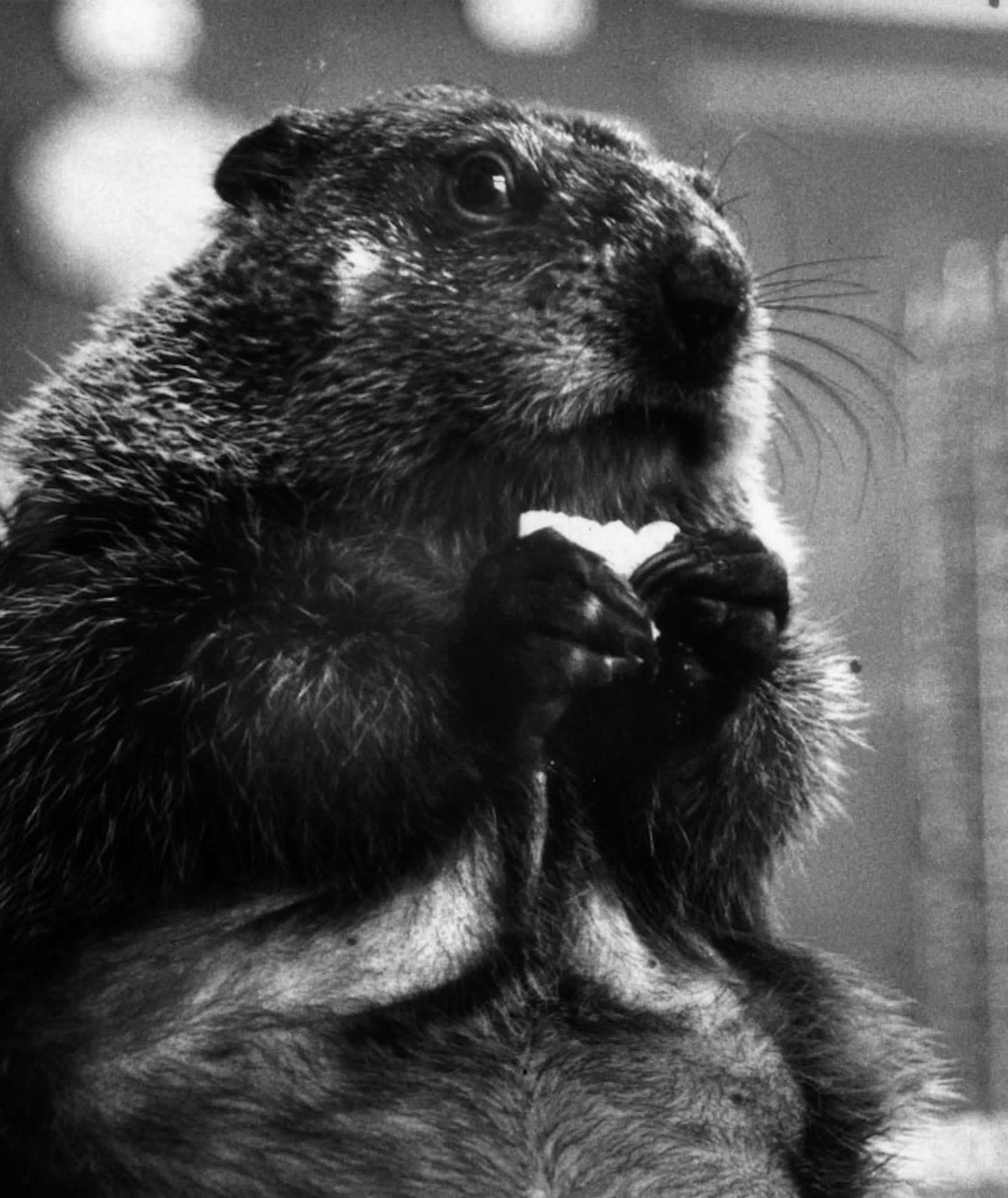 Groundhog, or woodchuck. Star Tribune file photo 05-09-83 by staff photographer Mike Zerby.