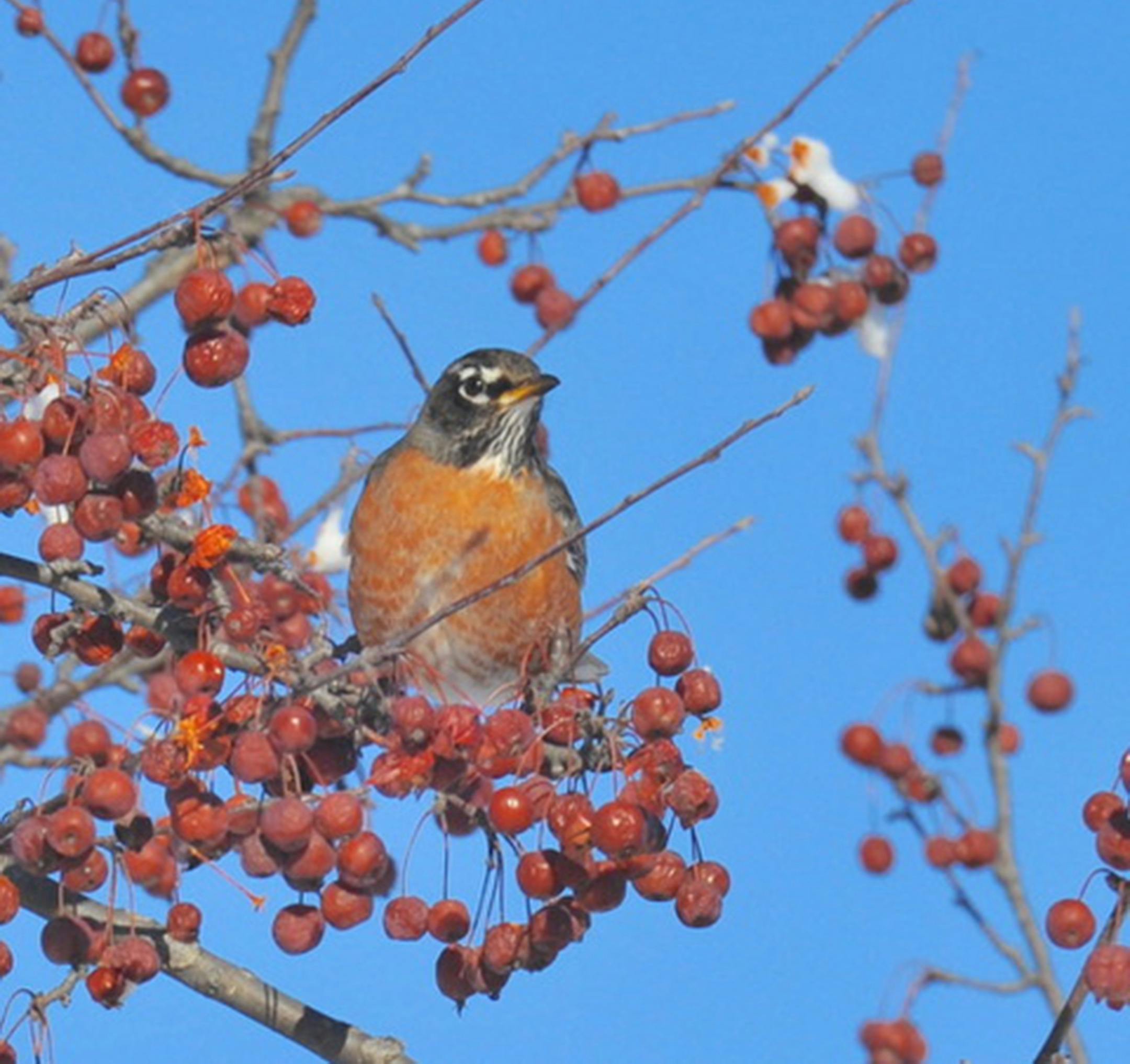 Robins feed on fruit in winter.Jim Williams photo