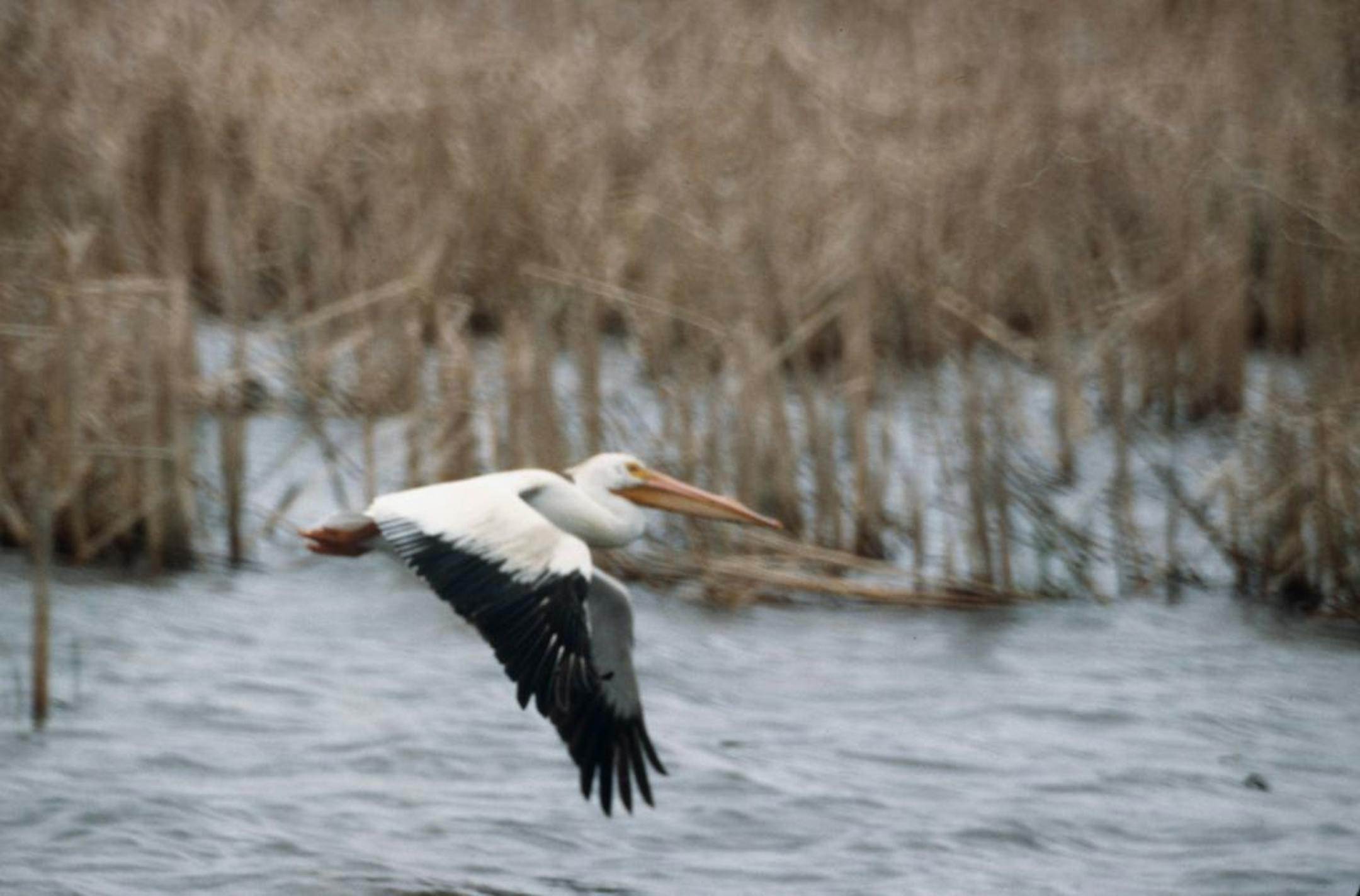 File: American White Pelican