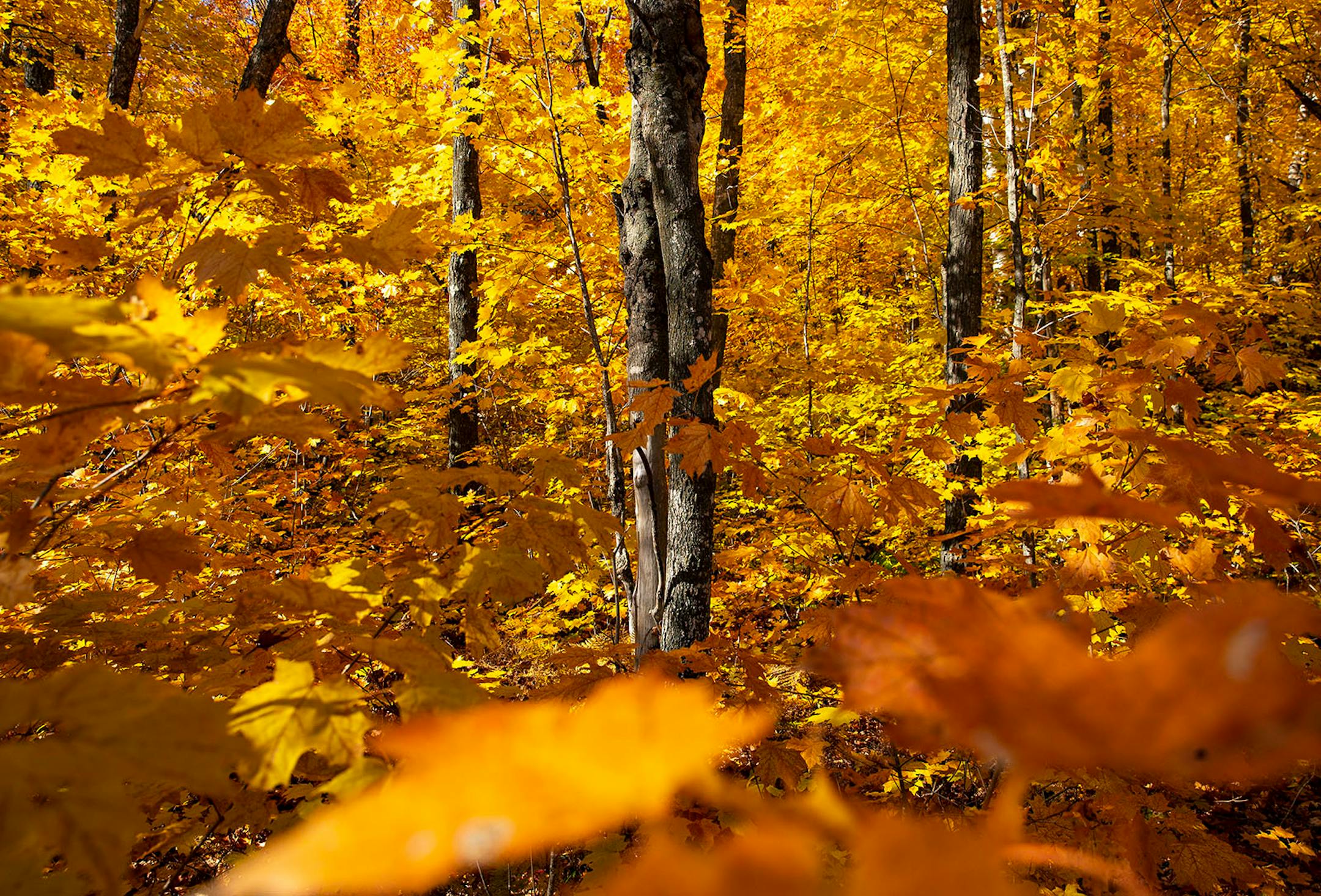 Yellow leaves lined the Tettegouche hiking trail on Wednesday afternoon in October 2019.