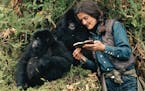 FOR USE WITH FYI_TV CONTENT ONLY. Dian Fossey in the wild with Mountain Gorillas. (photo credit: ROBERT I.M. CAMPBELL)