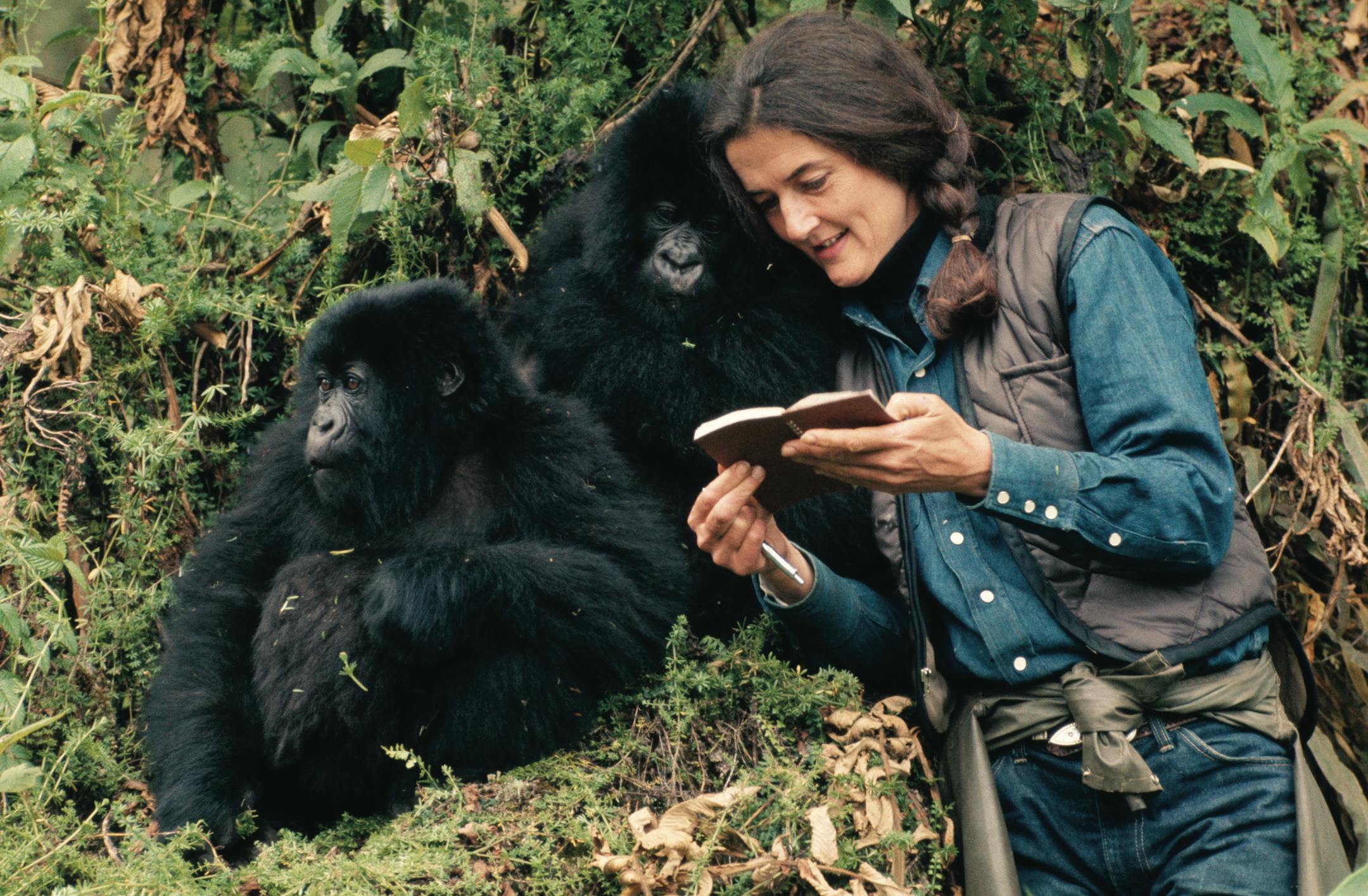 FOR USE WITH FYI_TV CONTENT ONLY. Dian Fossey in the wild with Mountain Gorillas. (photo credit: ROBERT I.M. CAMPBELL)