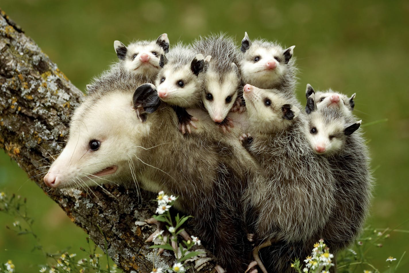 One-time use. Opossum mother with young for Outdoors Weekend.