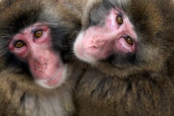 A pair of snow monkeys huddled together in their enclosure at the Minnesota Zoo.