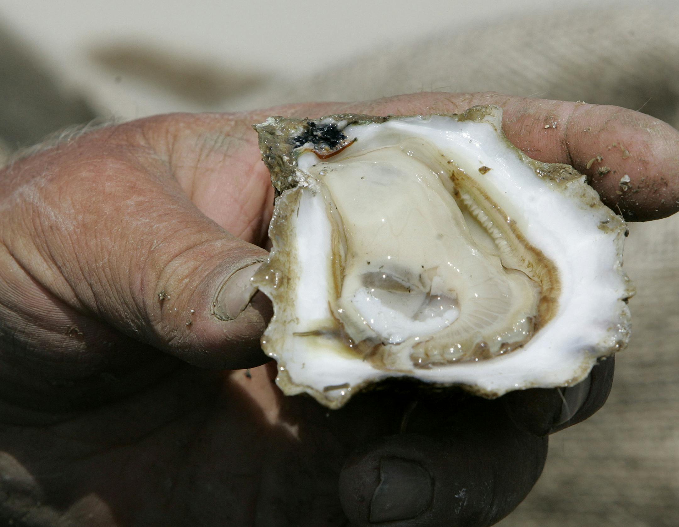 A freshly harvested Apalachicola Bay oyster is displayed, Thursday, March 27, 2008, in Eastpoint, Fla. (AP Photo/Phil Coale) ORG XMIT: FLPC203
