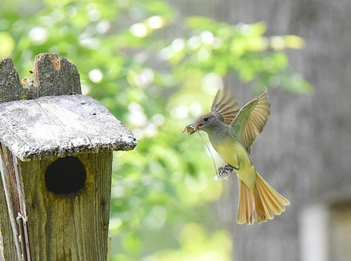 Female great crested flycatcher. Photo by Jim Williams