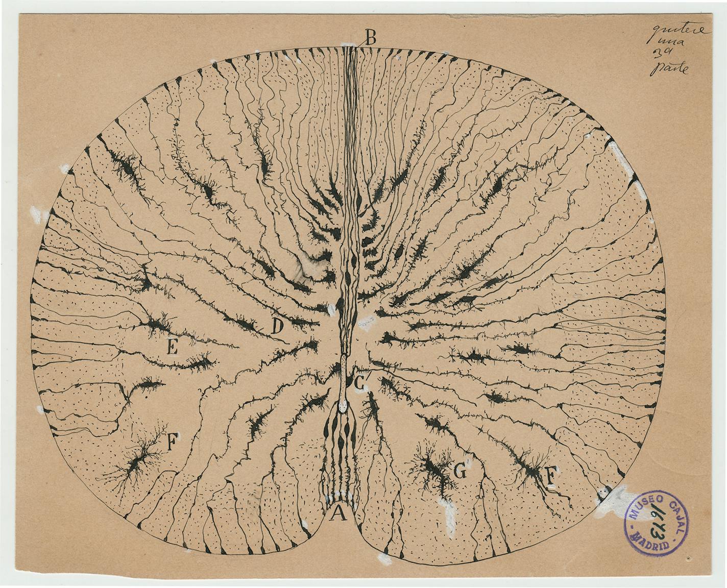 Glial cells of the spinal cord of a mouse, sketched by Santiago Ramon y Cajal in 1899 (ink and pencil on paper).