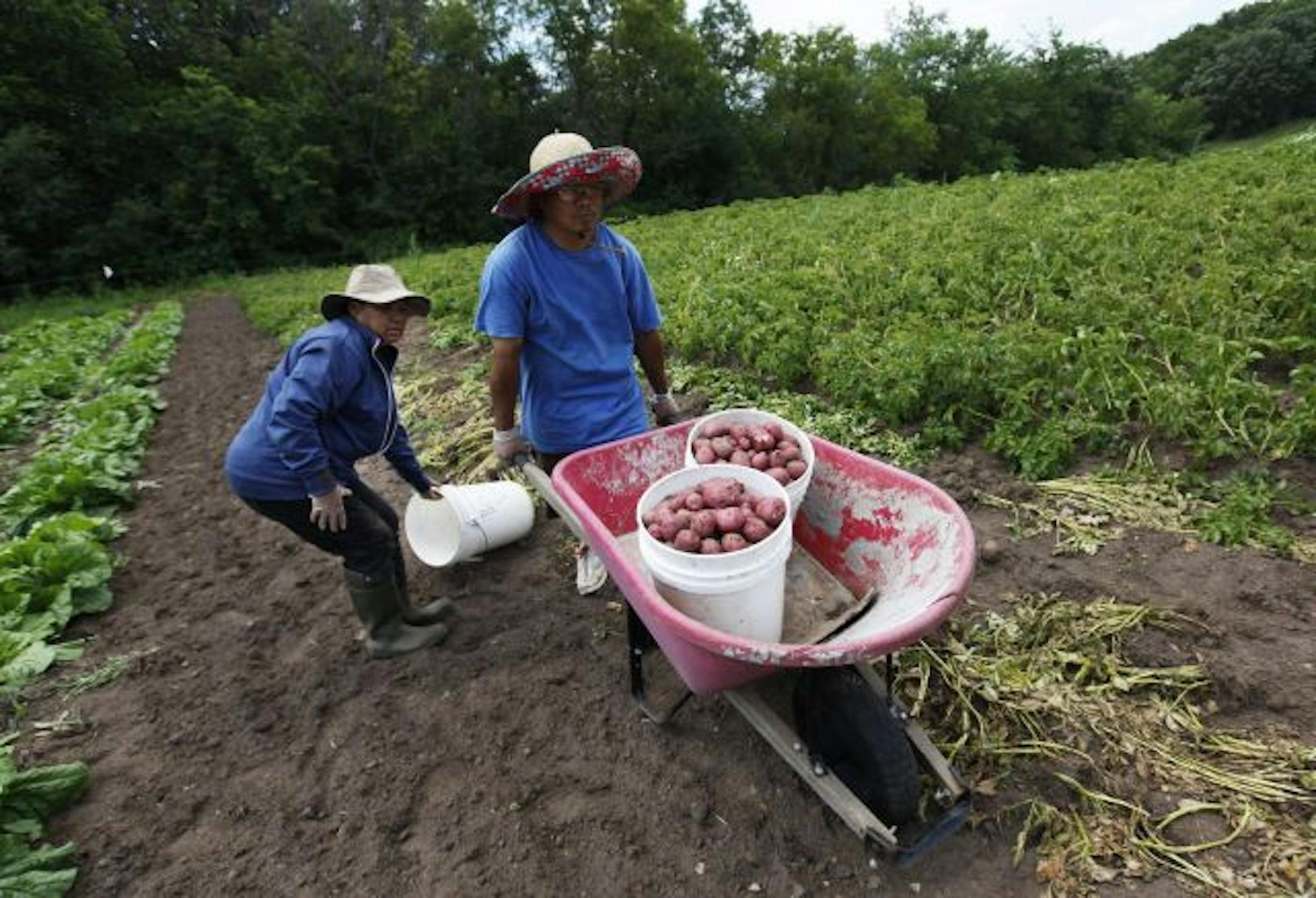 At the McCarthy Farm, Ker Xiong and her husband, Thomas Vang, harvested potatoes for the farmers' market on the plot of land they lease. Xiong's father, Boua Chao Xiong, was allegedly threatened by a neighboring resident for putting fencing on one of the leased plots to keep the deer out.