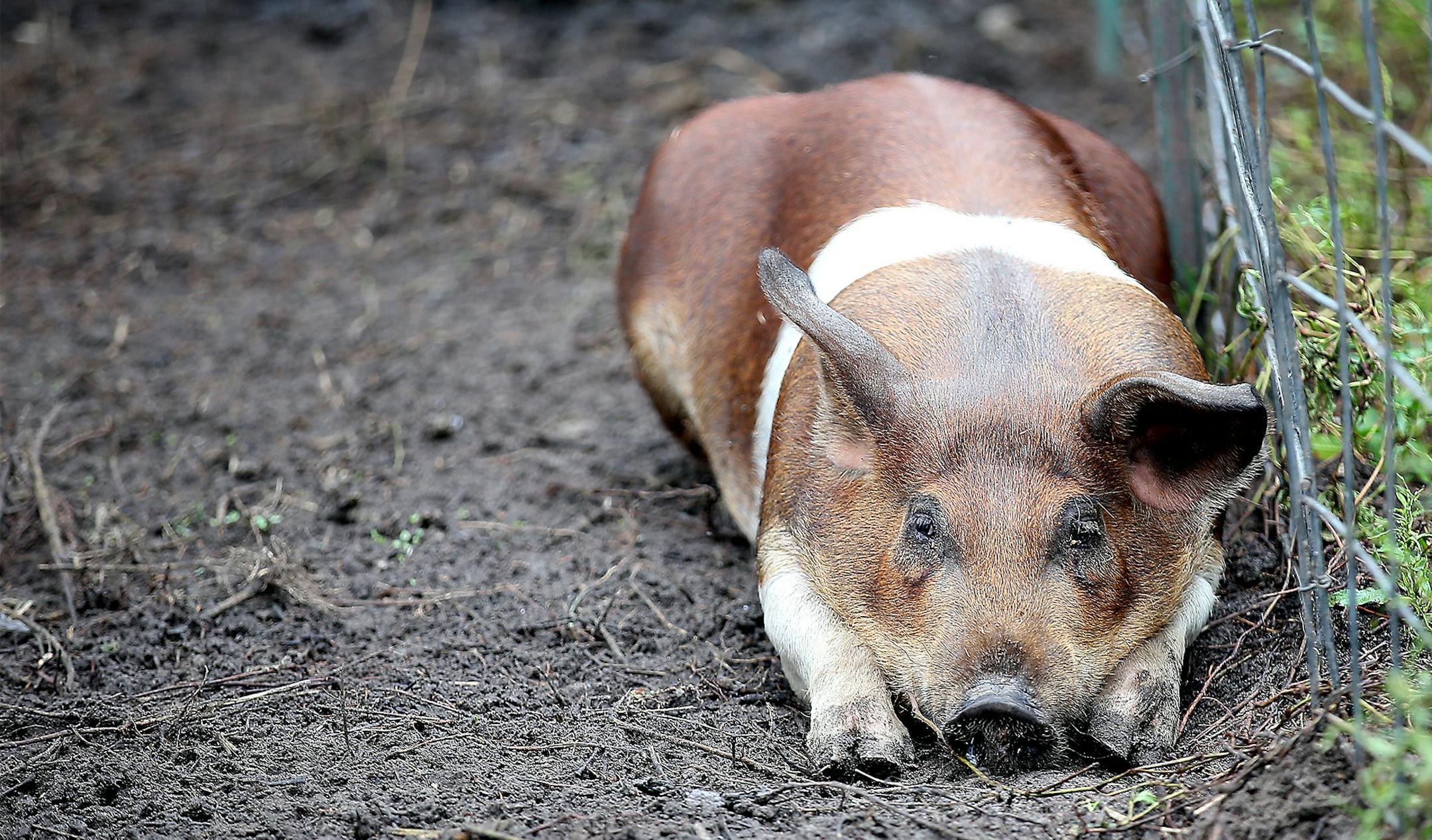 School bus driver Don Eveland coaxed the pigs out of their pen at his Andover, MN farm, Thursday, August 4, 2014. ] (ELIZABETH FLORES/STAR TRIBUNE) ELIZABETH FLORES &#x2022; eflores@startribune.com