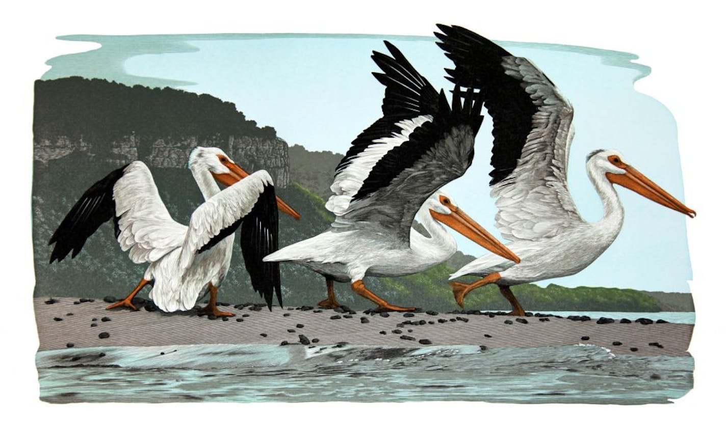 "Pelicans" by Gaylord Schanilec