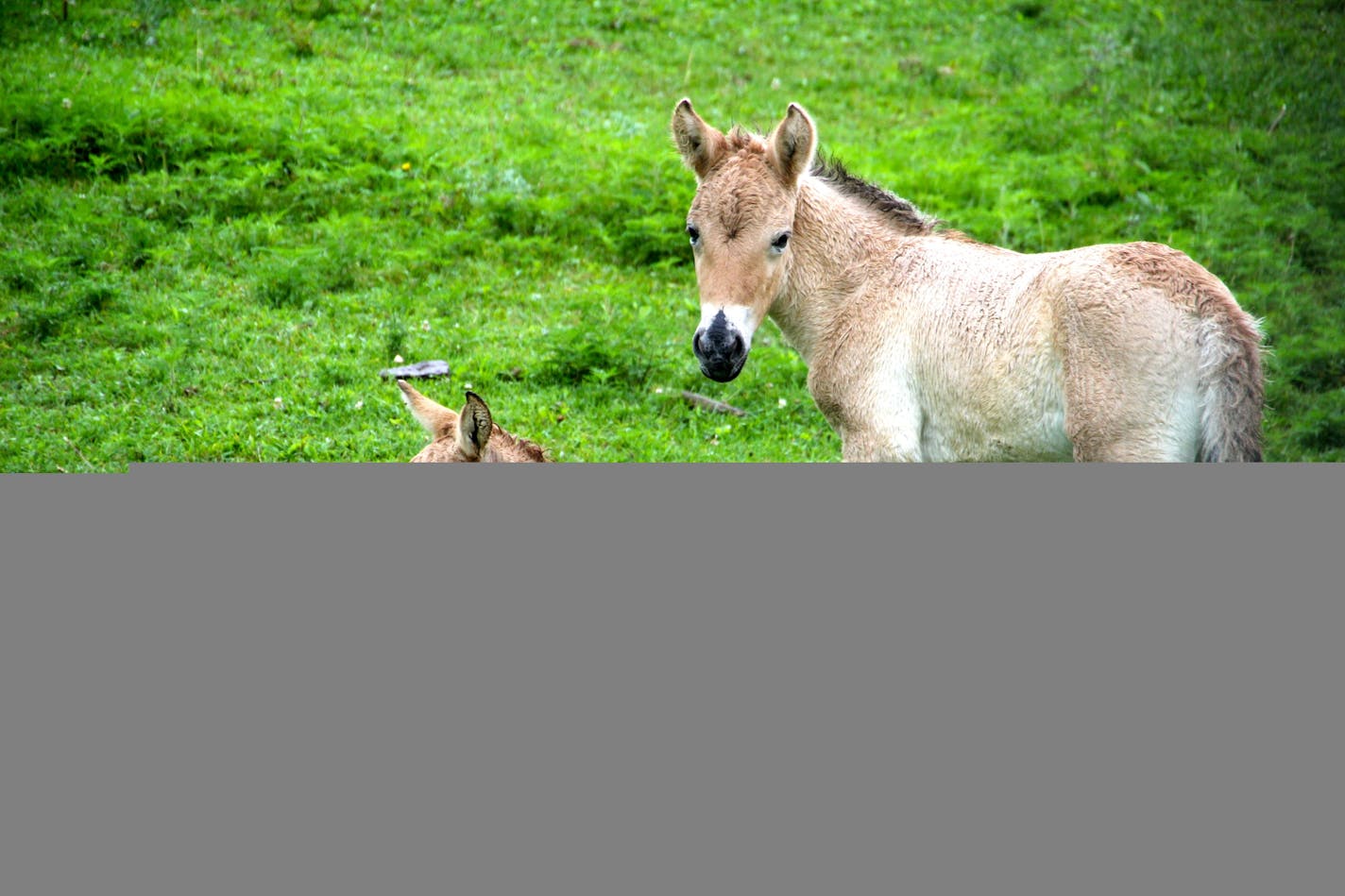 Two Asian wild horses, known as "takhi," will join the Minnesota Zoo's Northern Trail exhibit starting Aug. 1, from 1:30-6 p.m. The horses are about 60 pounds at birth. The female foal, pictured on the left and born July 17, is named Varushka (pronounced like it sounds, with a long u), and the male, born July 20, is named Otradnoye (pronounced "atradnia").